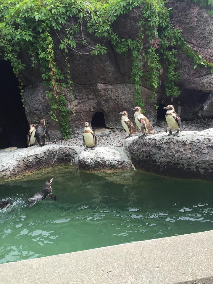 Humboldt Penguin Exhibit
