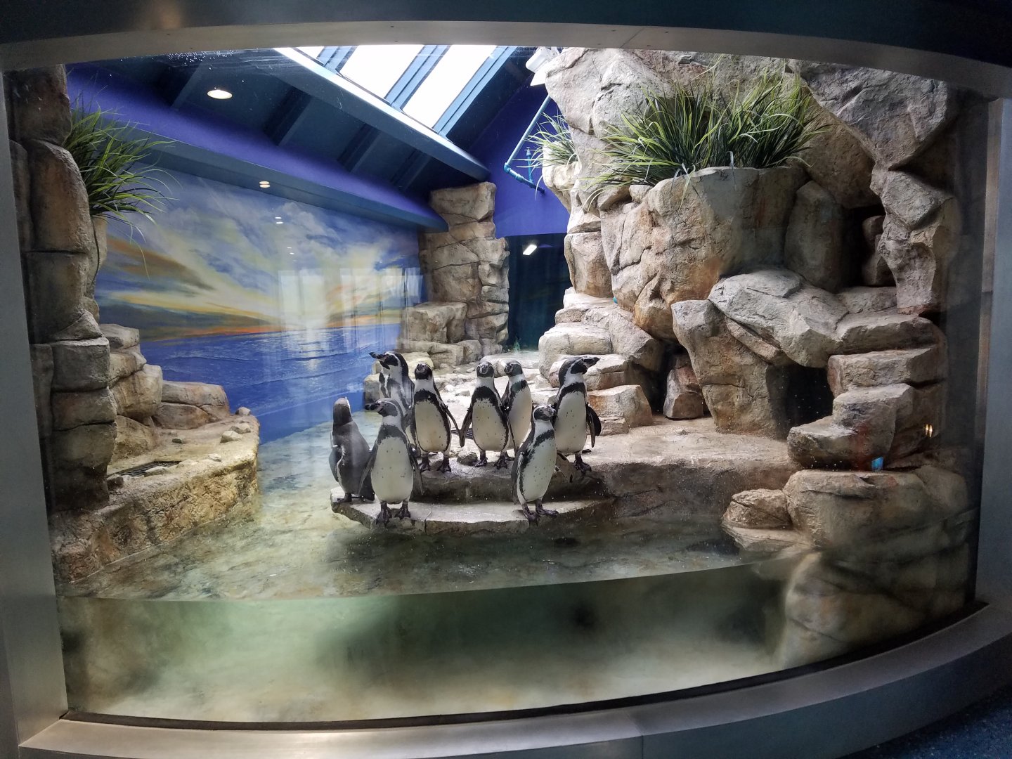 Humboldt Penguin Exhibit