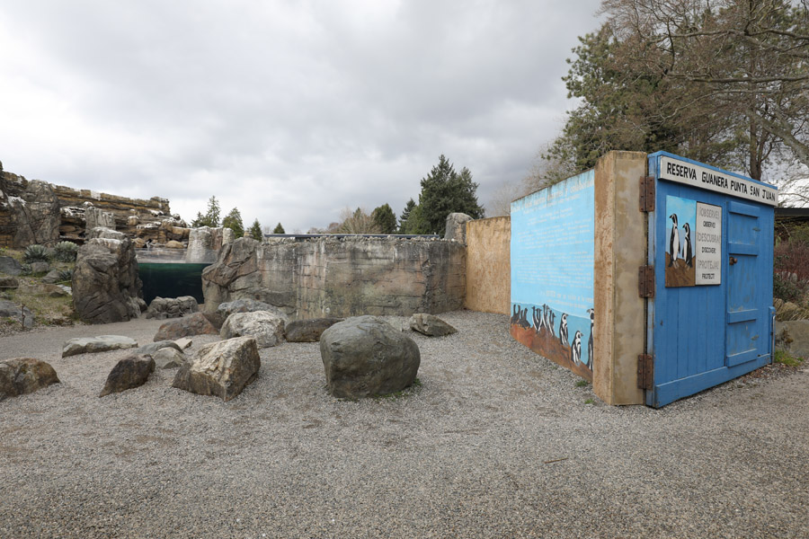 humboldt penguin exhibit