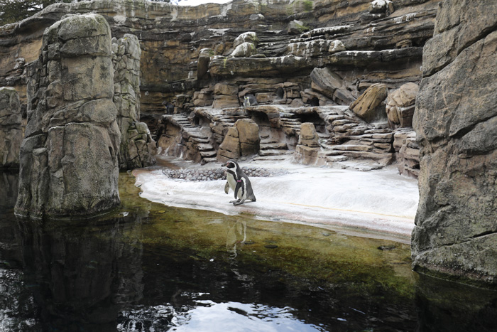 humboldt penguin exhibit
