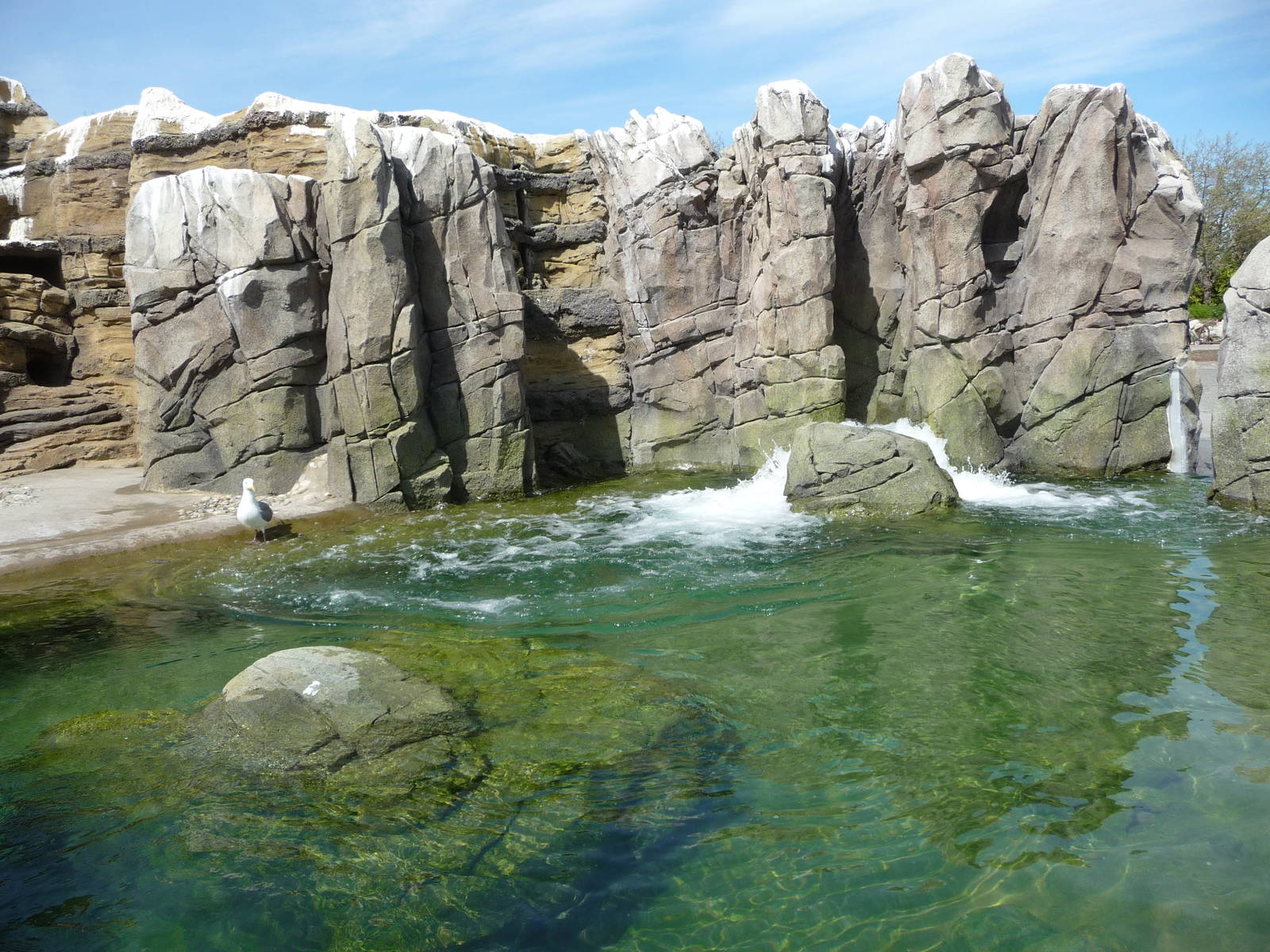 Humboldt Penguin Exhibit