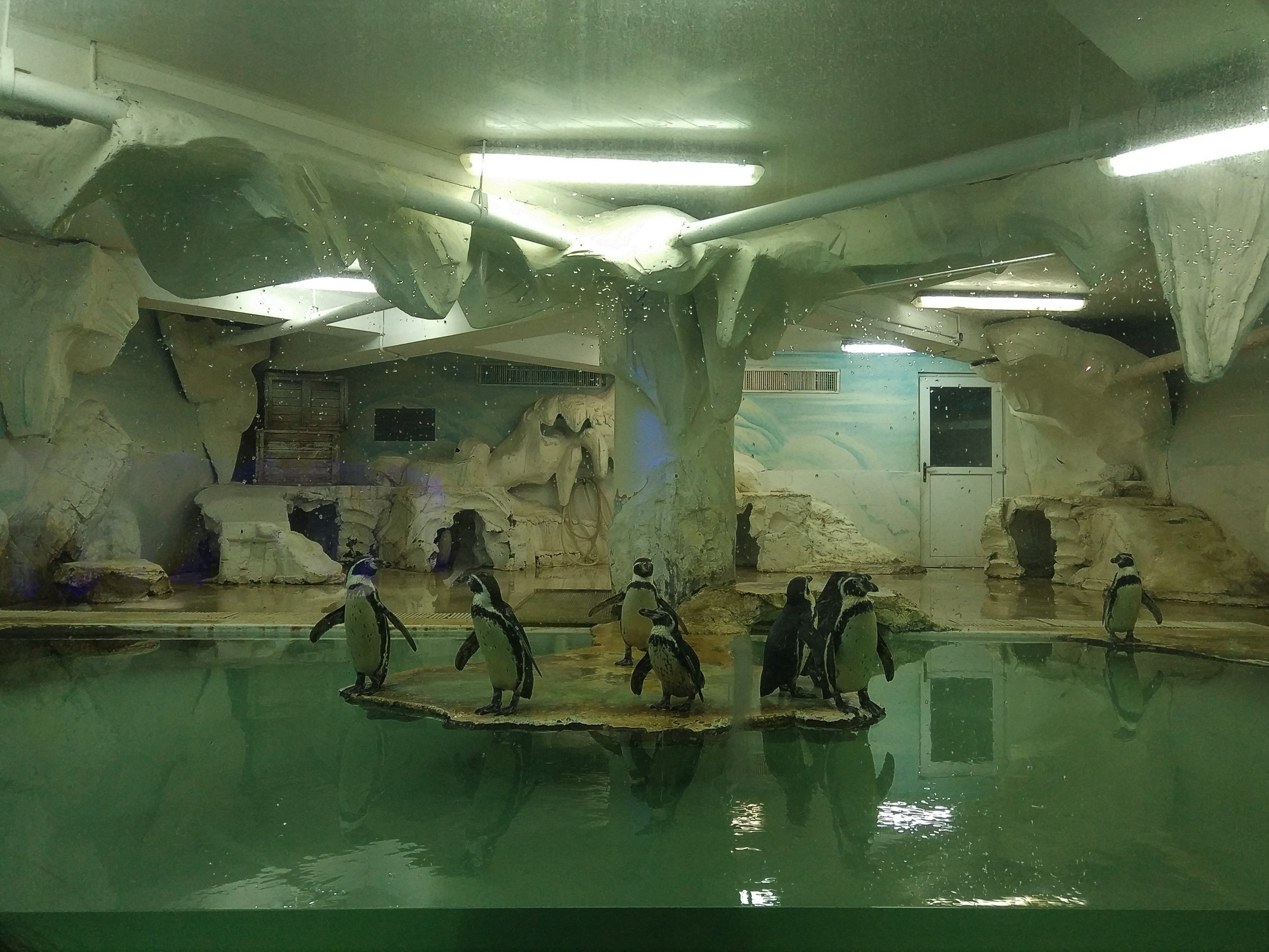 Humboldt Penguin Exhibit