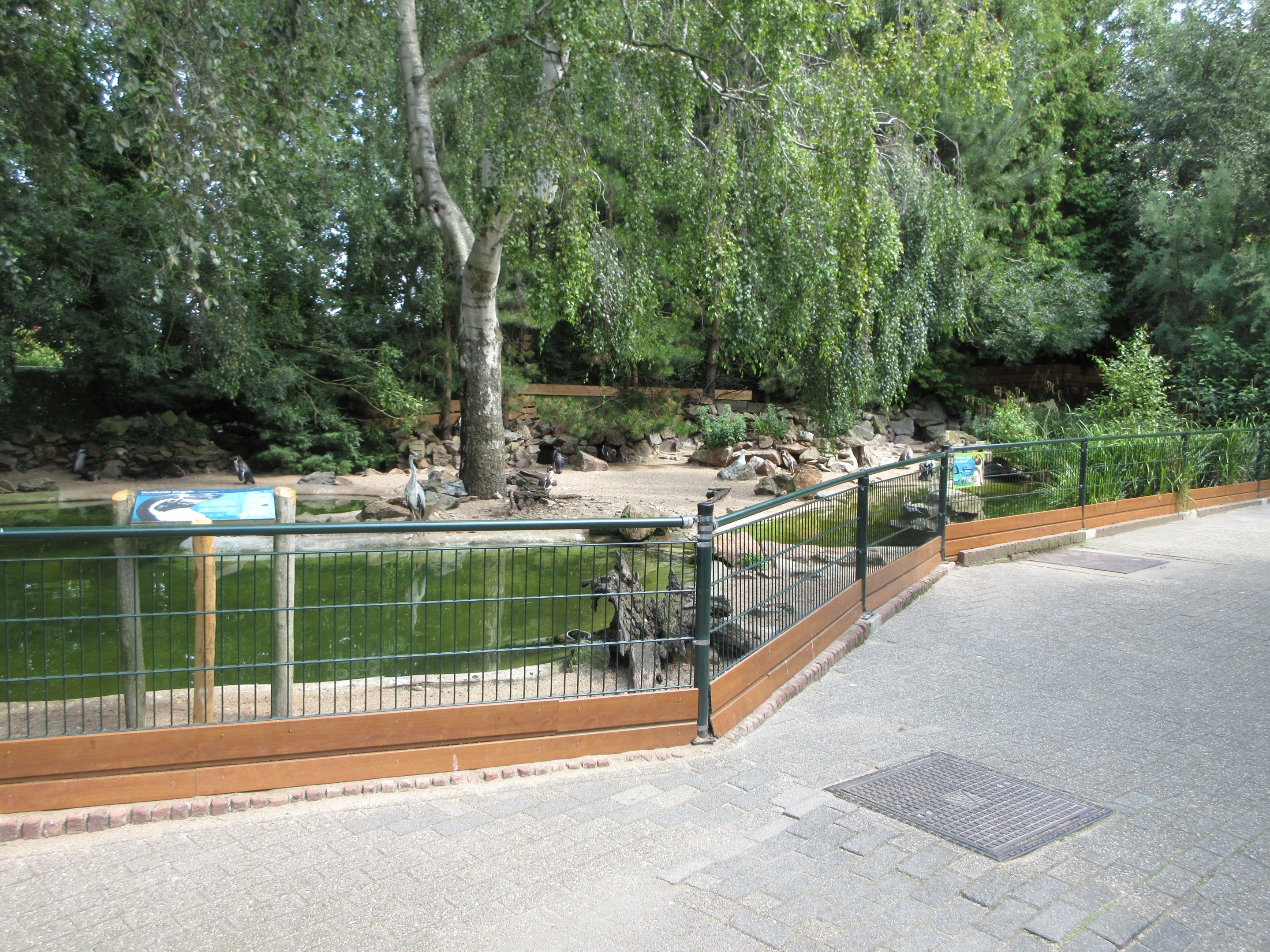 Humboldt Penguin Exhibit