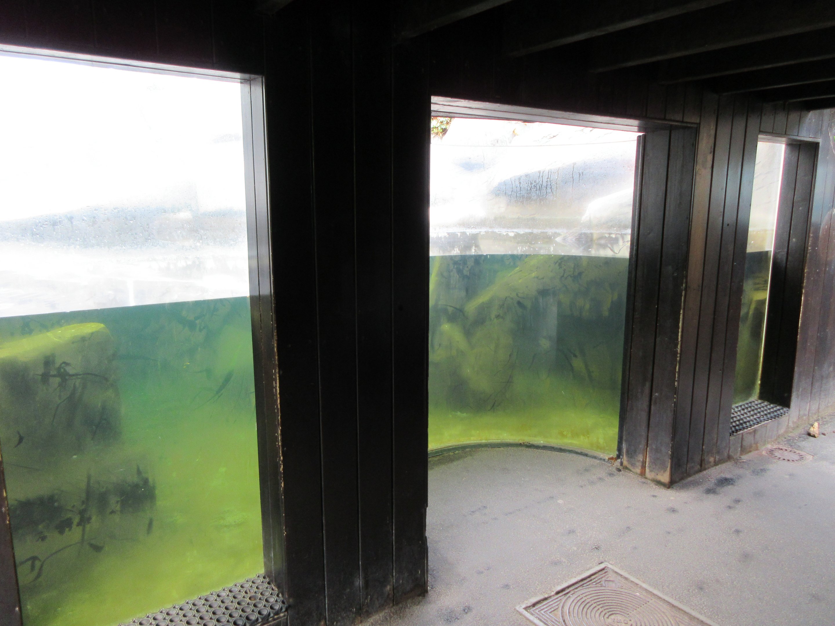 Humboldt Penguin Exhibit