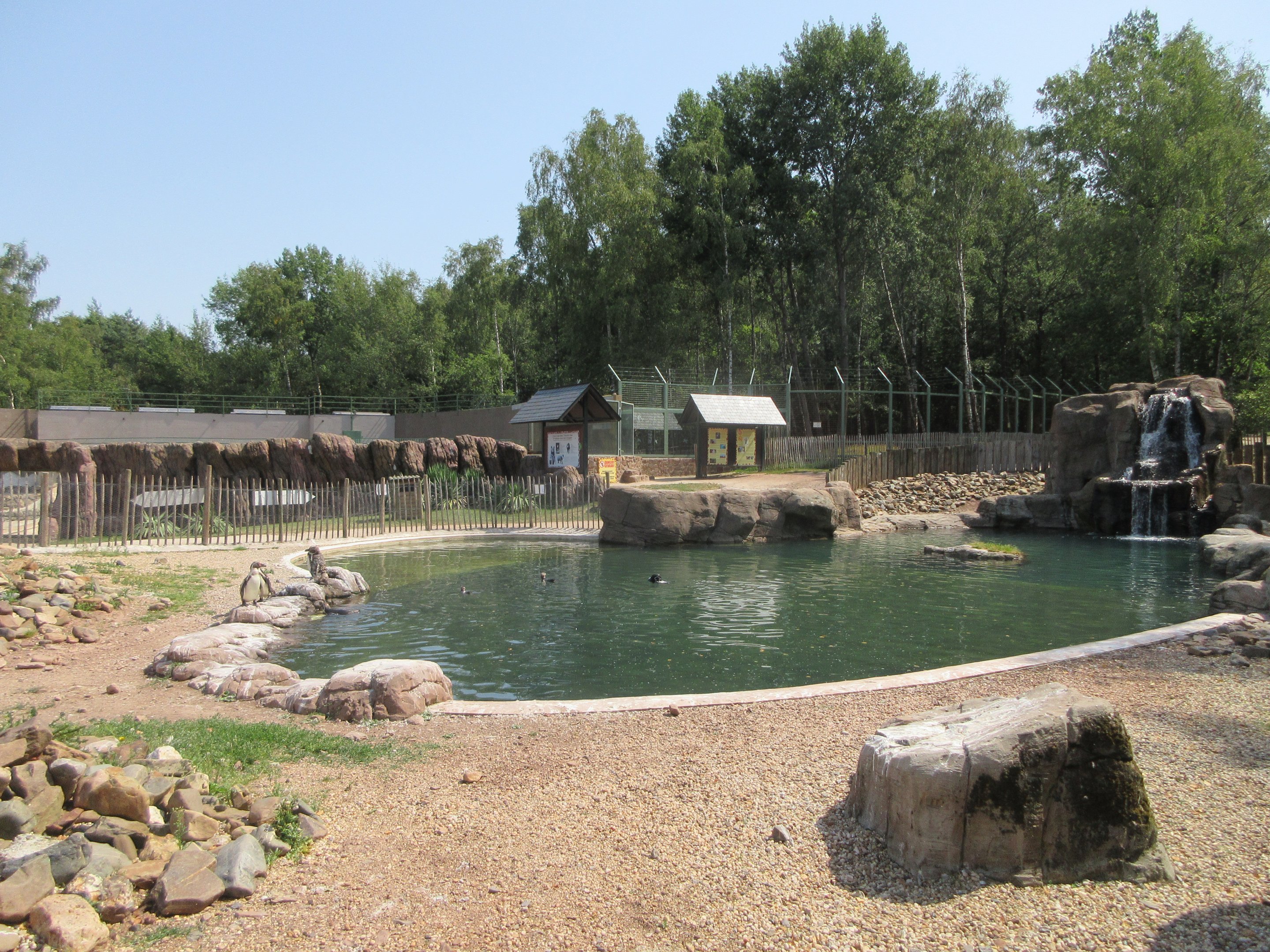 Humboldt Penguin Exhibit