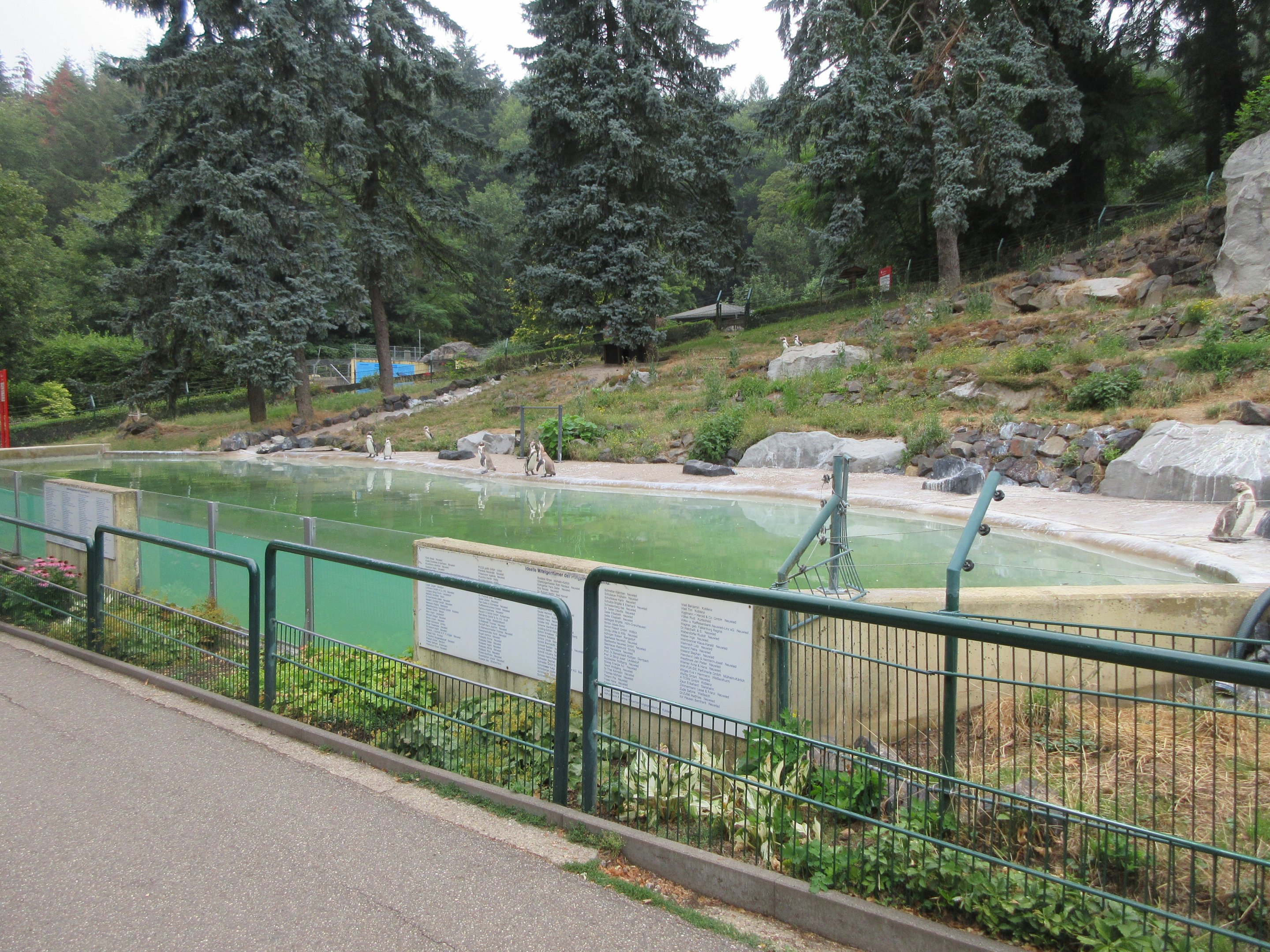 Humboldt Penguin Exhibit