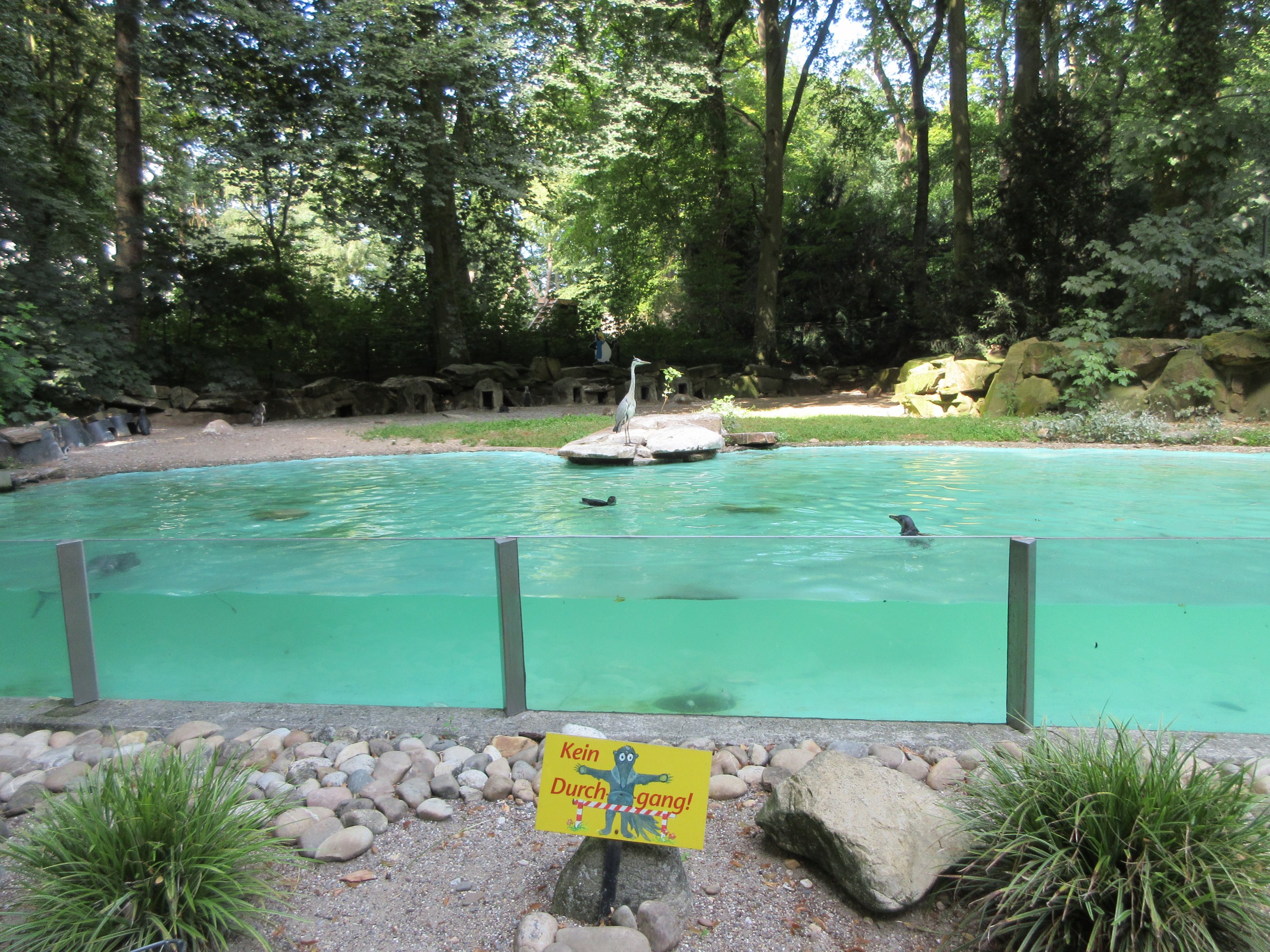 Humboldt Penguin Exhibit