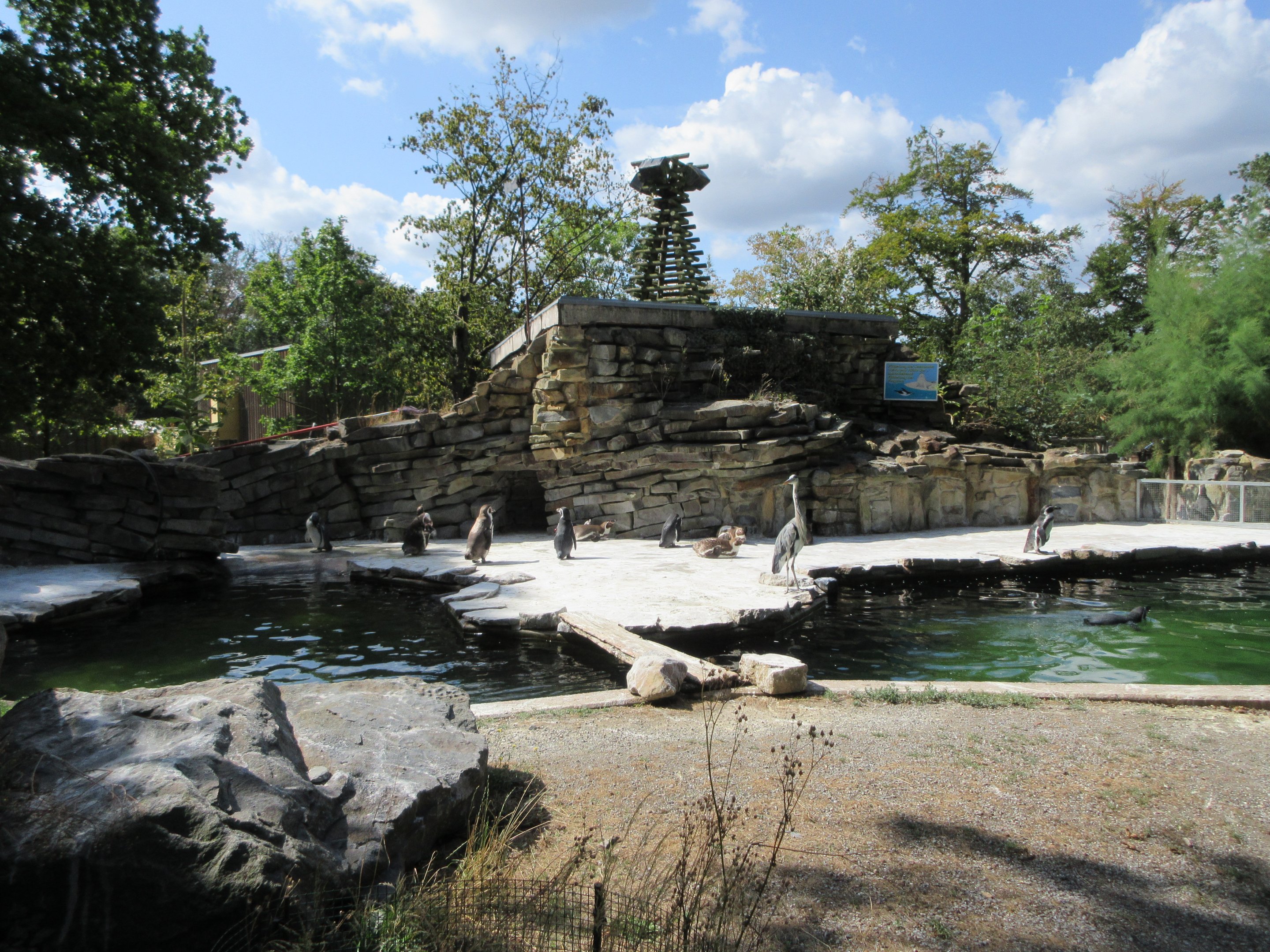 Humboldt Penguin Exhibit