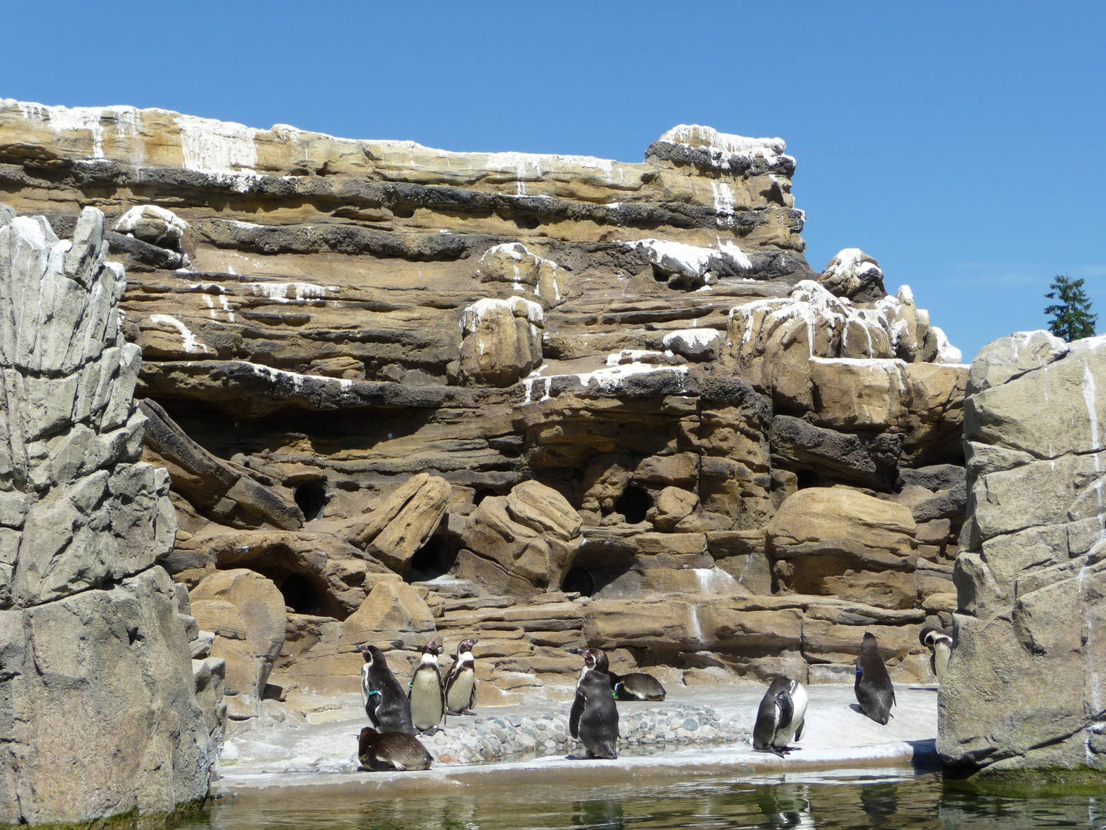 Humboldt Penguin Exhibit