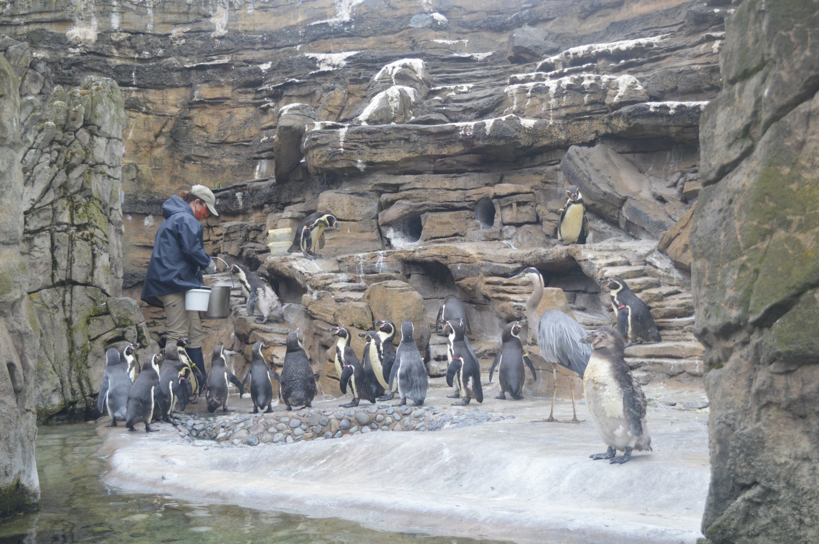 Humboldt Penguin Exhibit