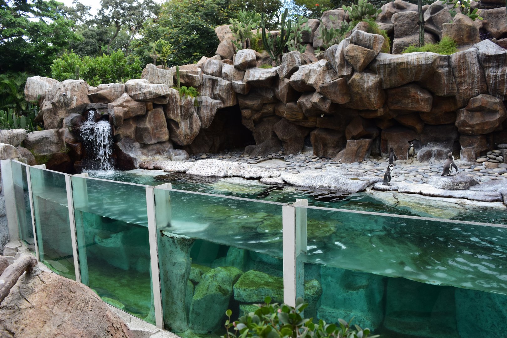 Humboldt penguin exhibit