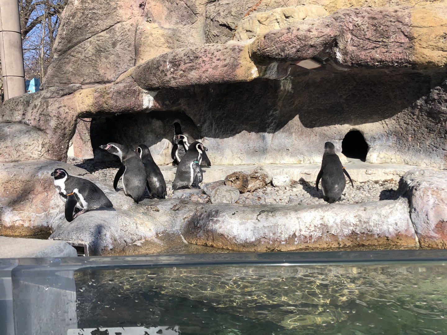 Humboldt Penguin Exhibit