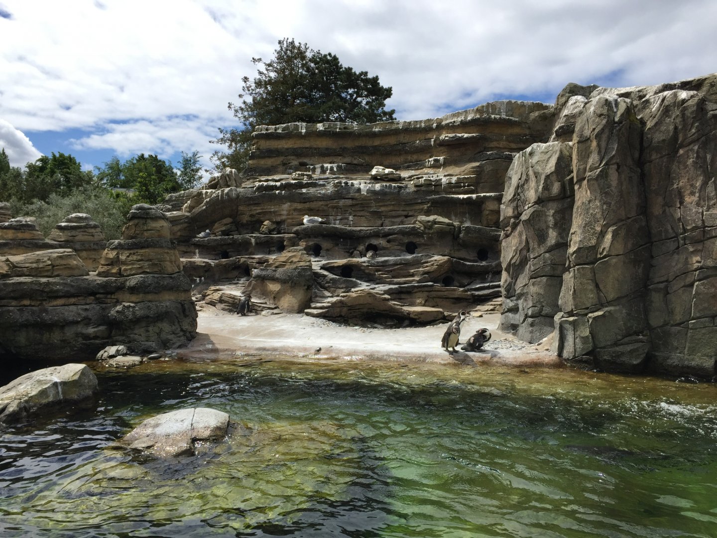 Humboldt Penguin Exhibit
