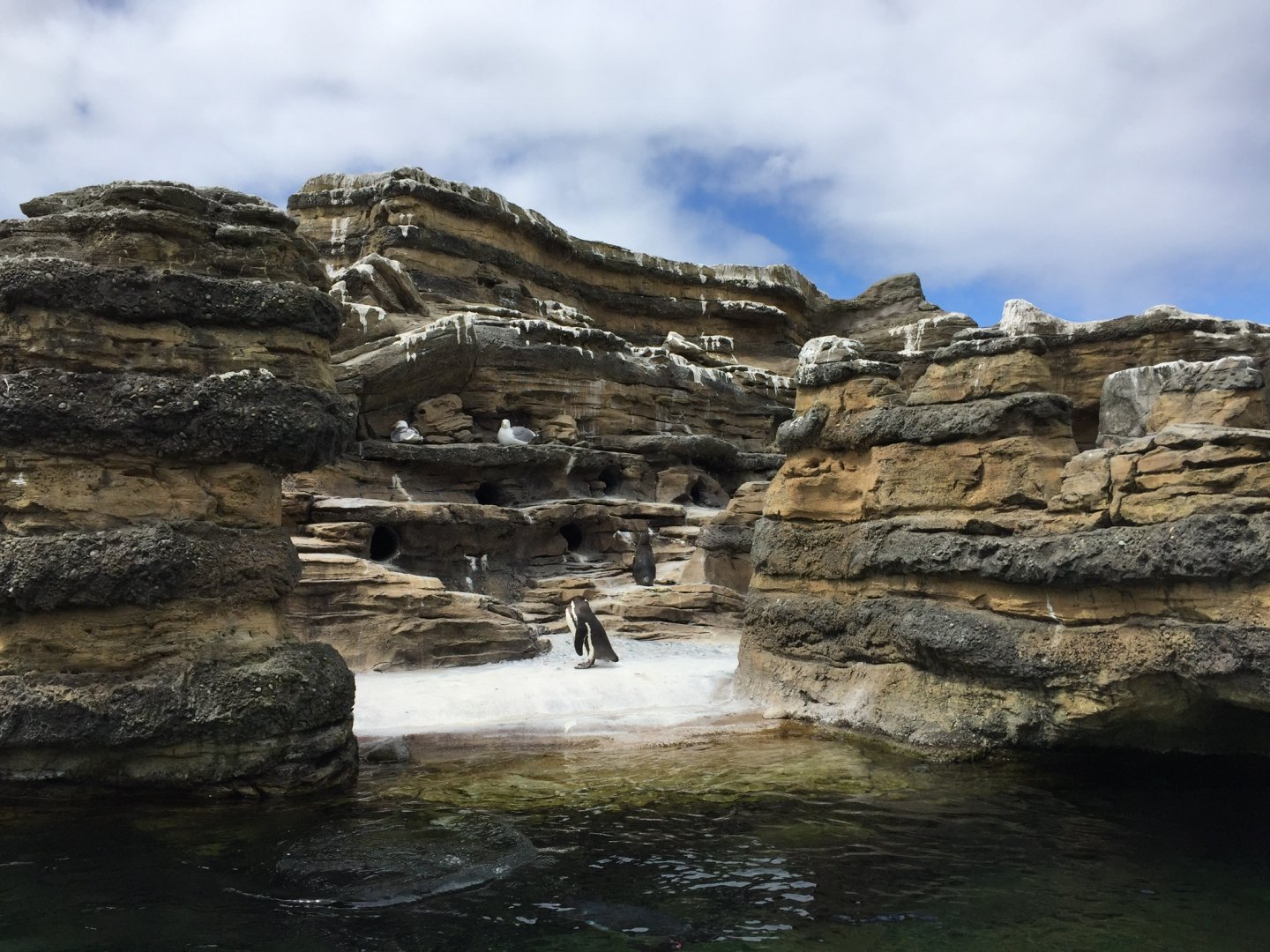 Humboldt Penguin Exhibit