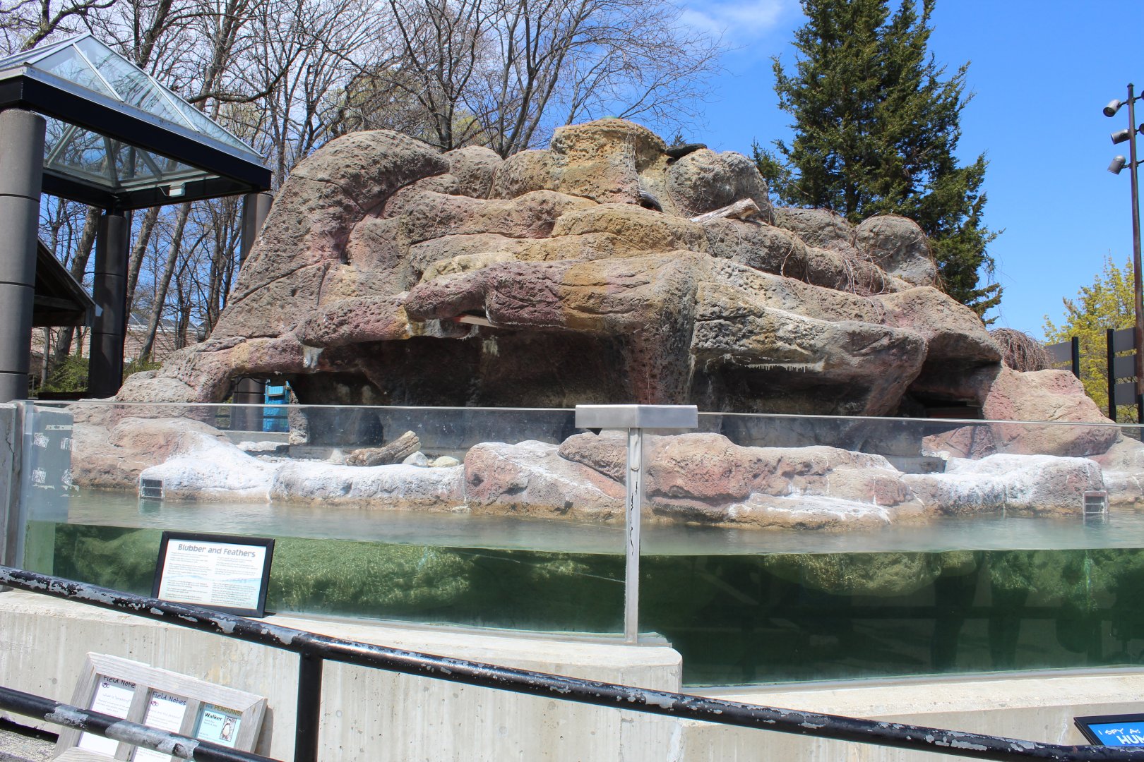 Humboldt Penguin Exhibit
