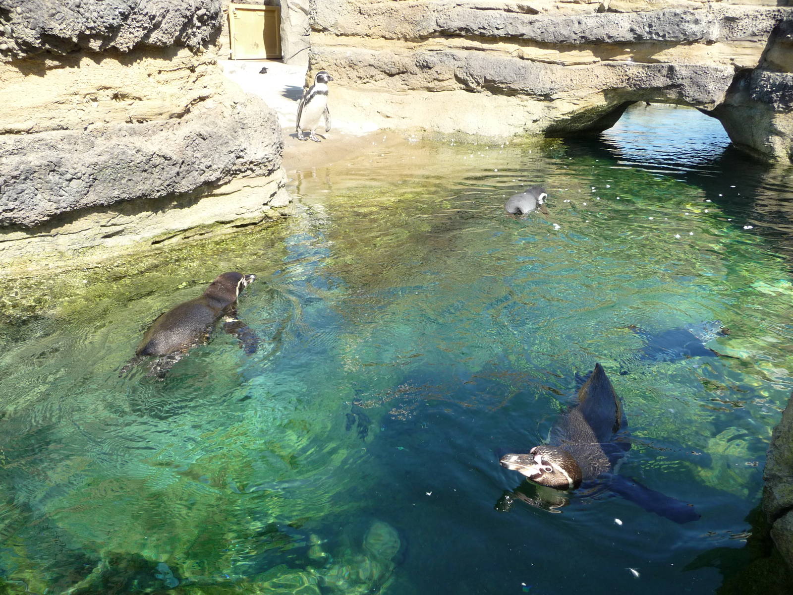 Humboldt Penguin Exhibit