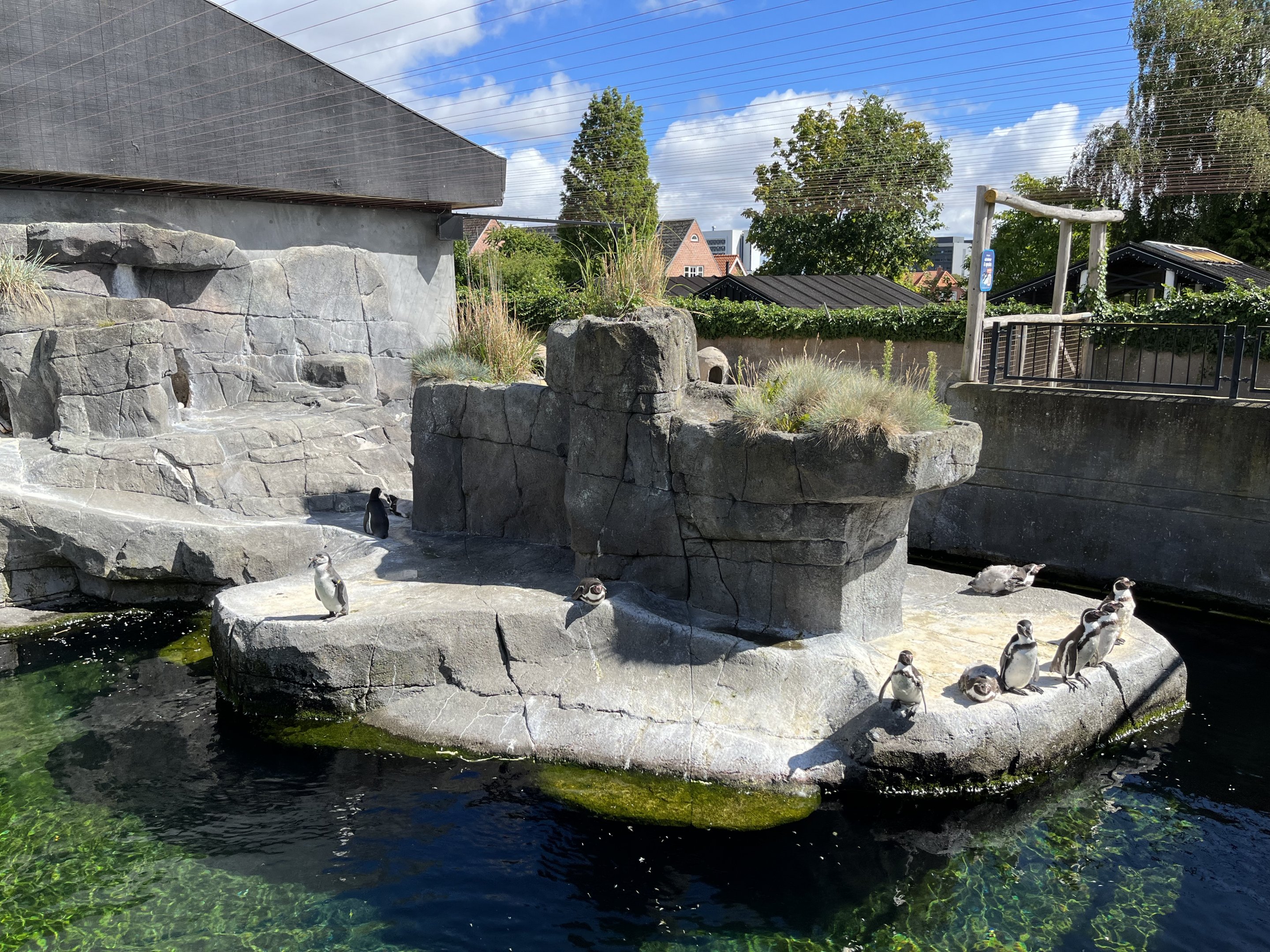Humboldt Penguin Exhibit