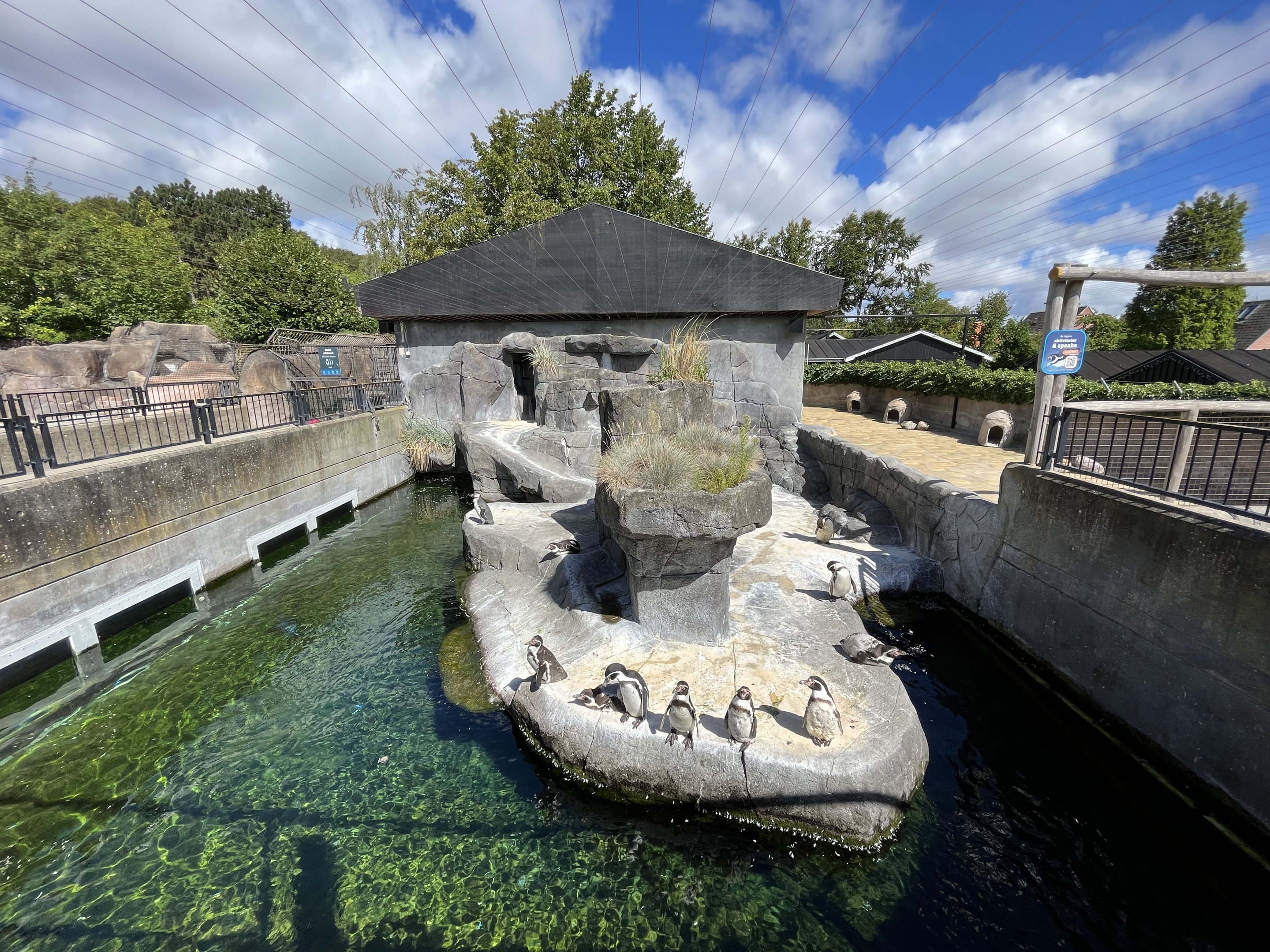 Humboldt Penguin Exhibit
