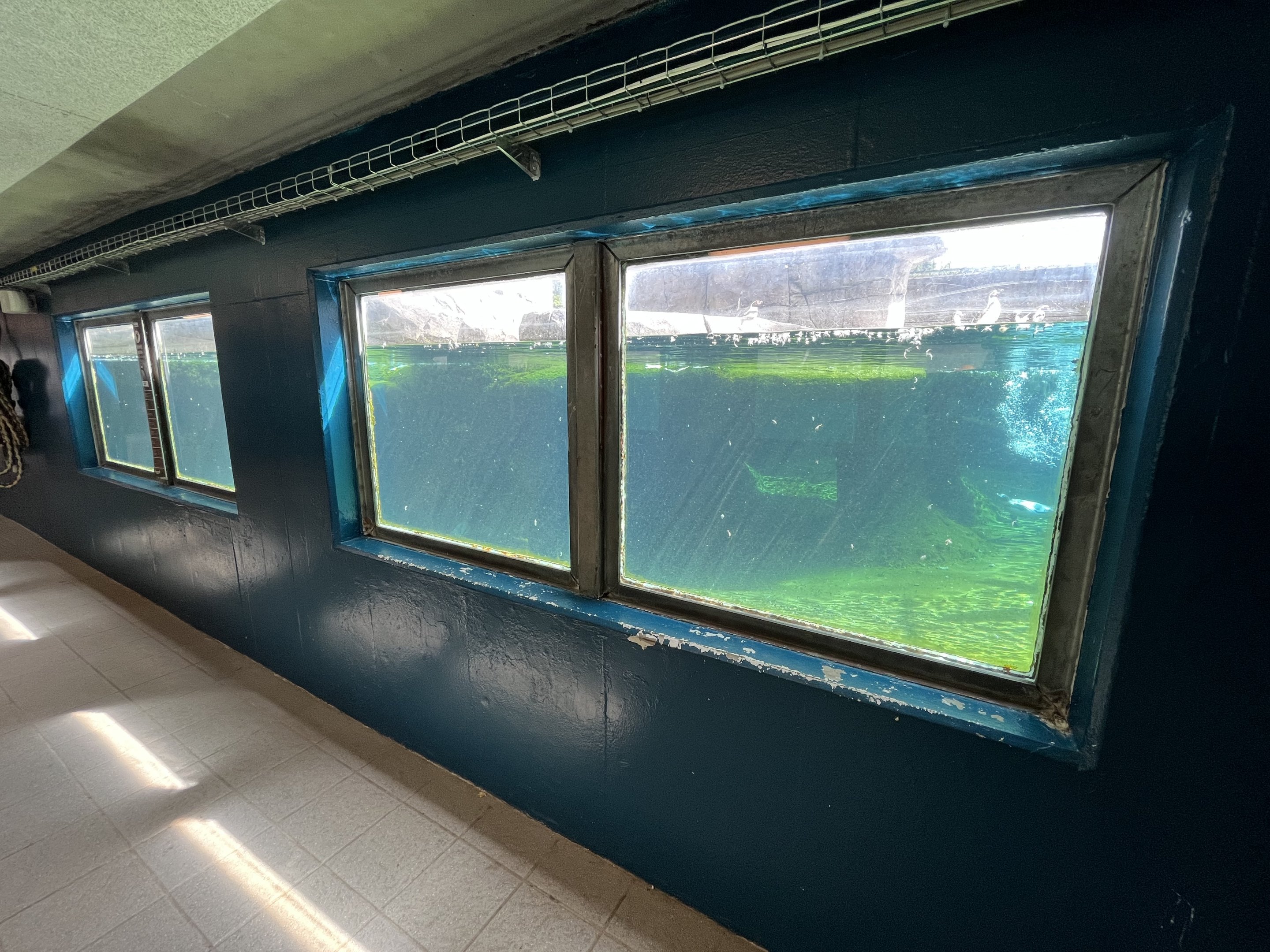 Humboldt Penguin Exhibit