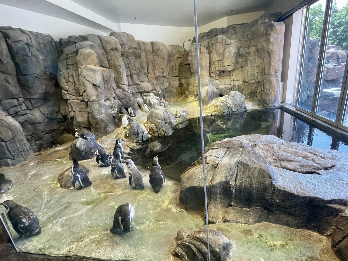 Humboldt Penguin Exhibit