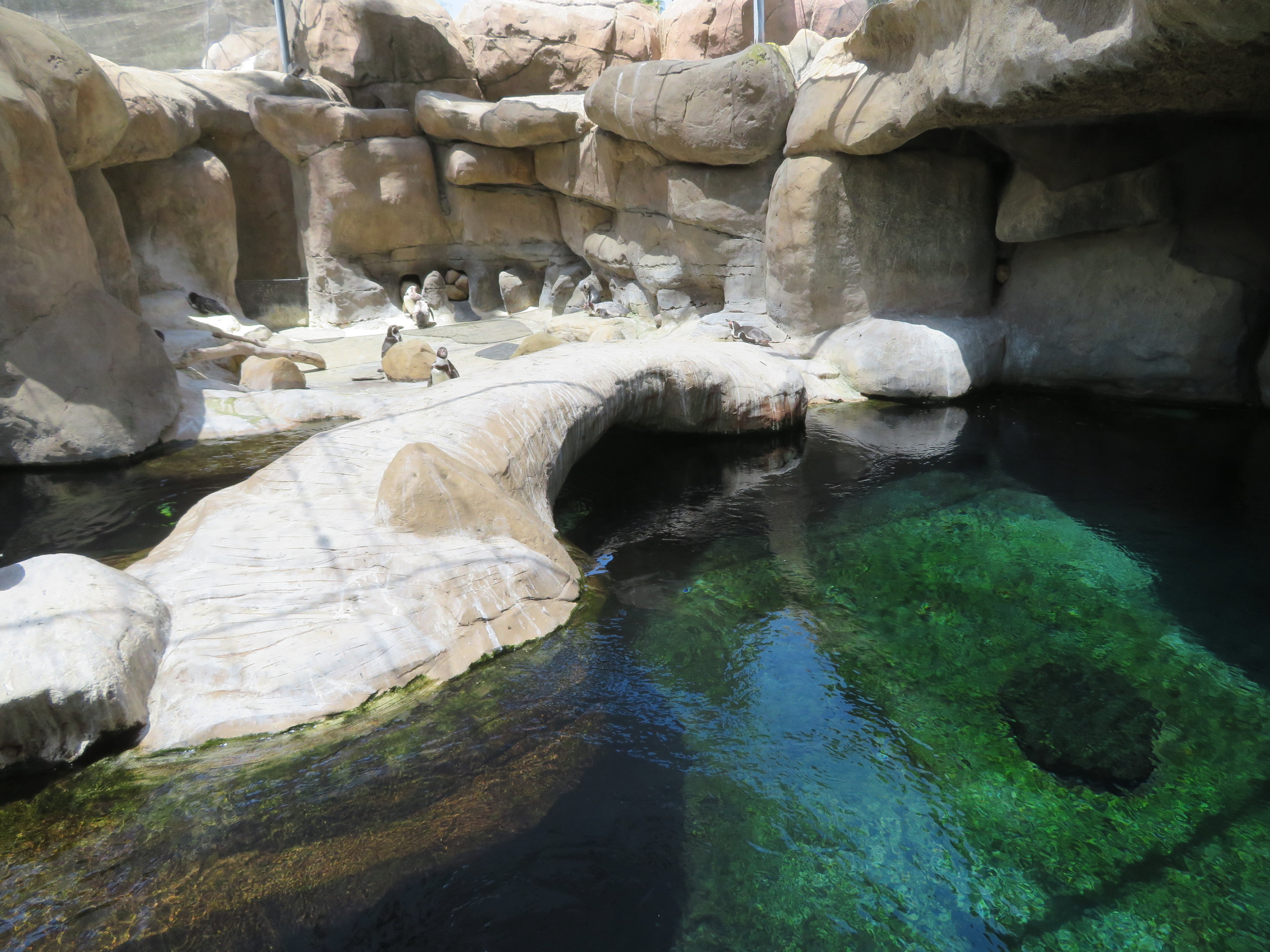 Humboldt Penguin Exhibit