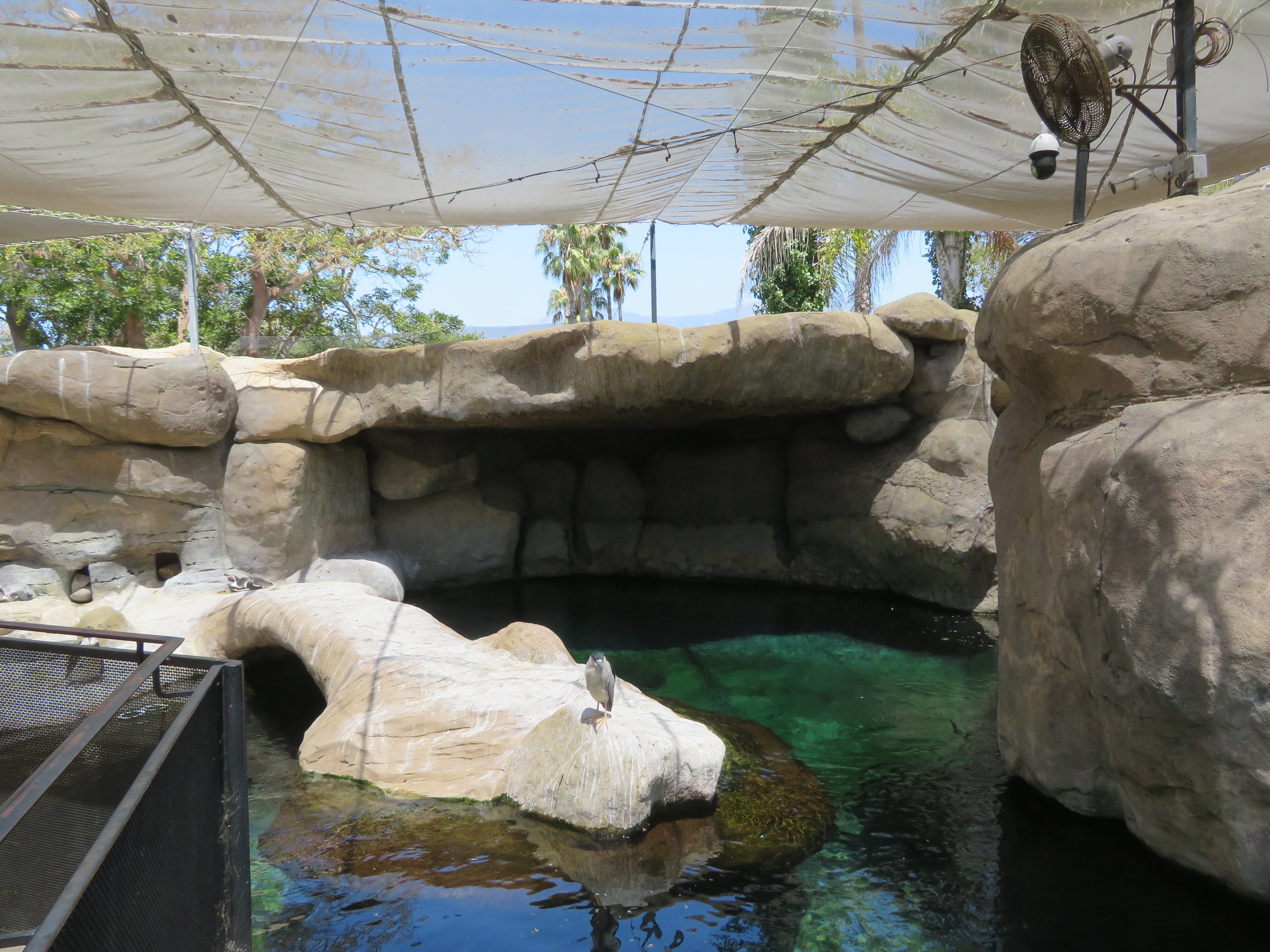 Humboldt Penguin Exhibit