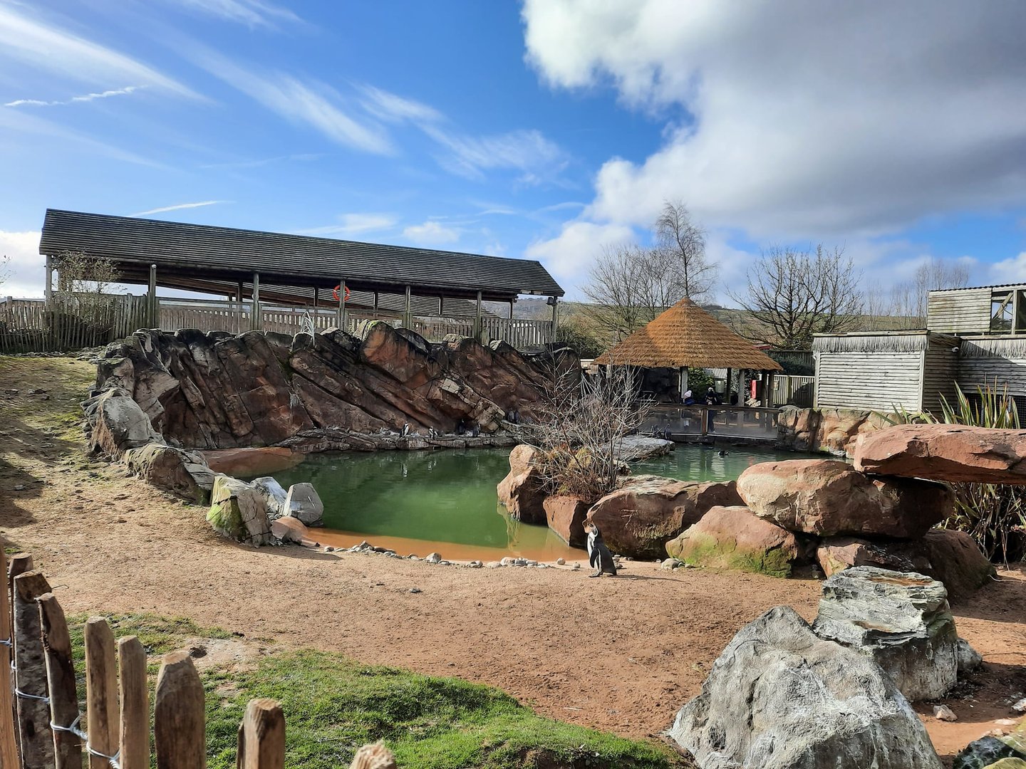 Humboldt Penguin Exhibit