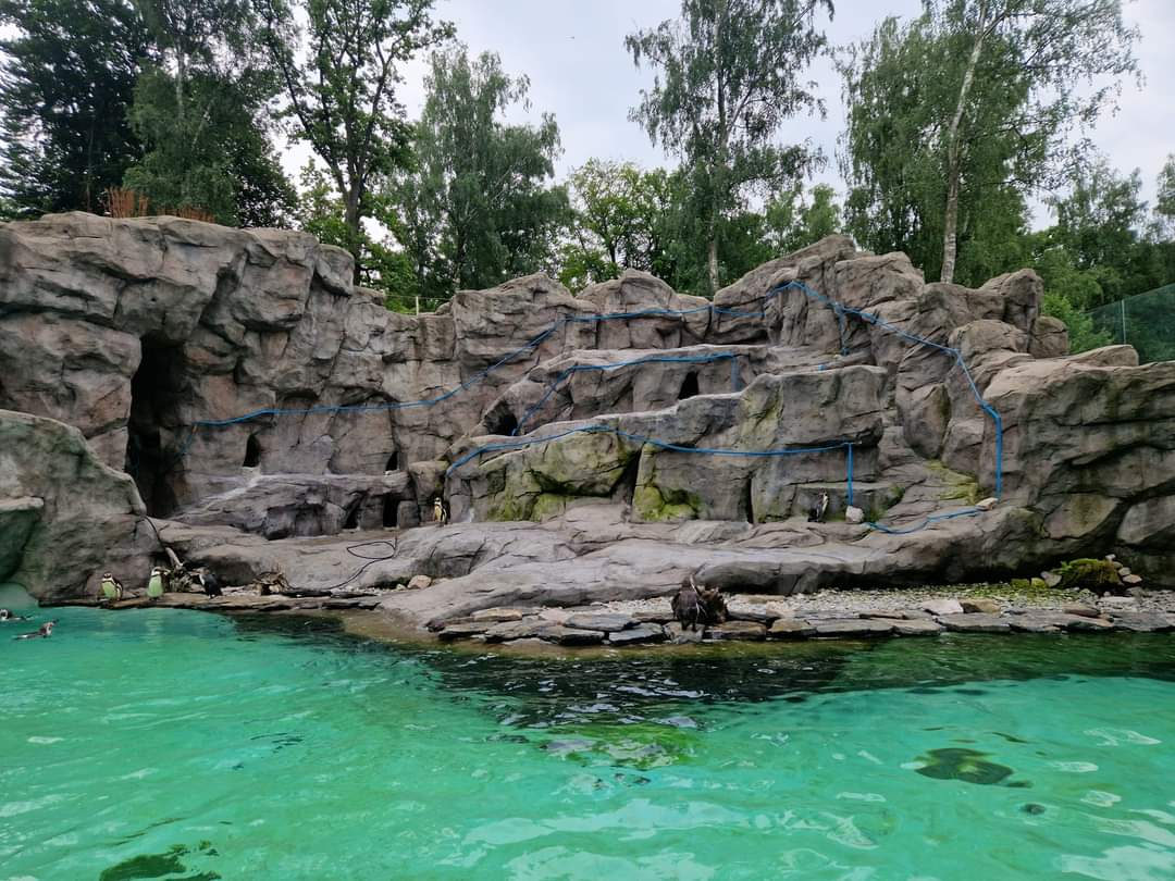 Humboldt Penguin exhibit