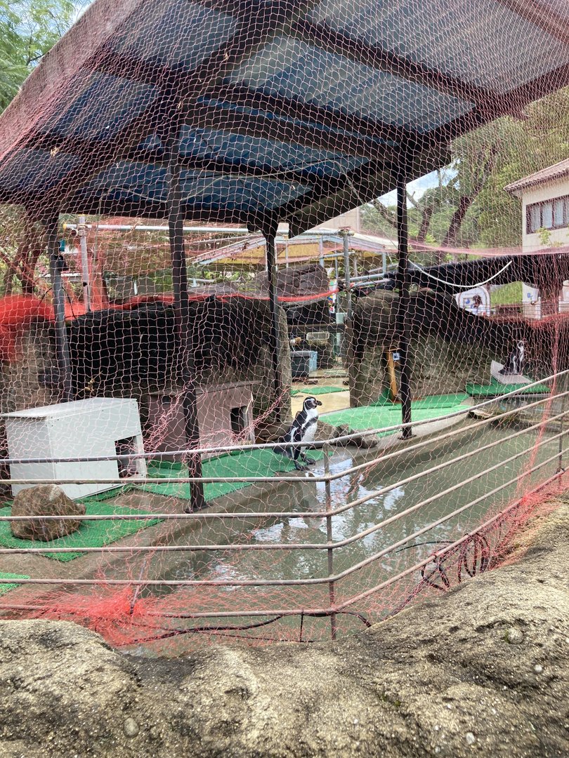 Humboldt penguin exhibit