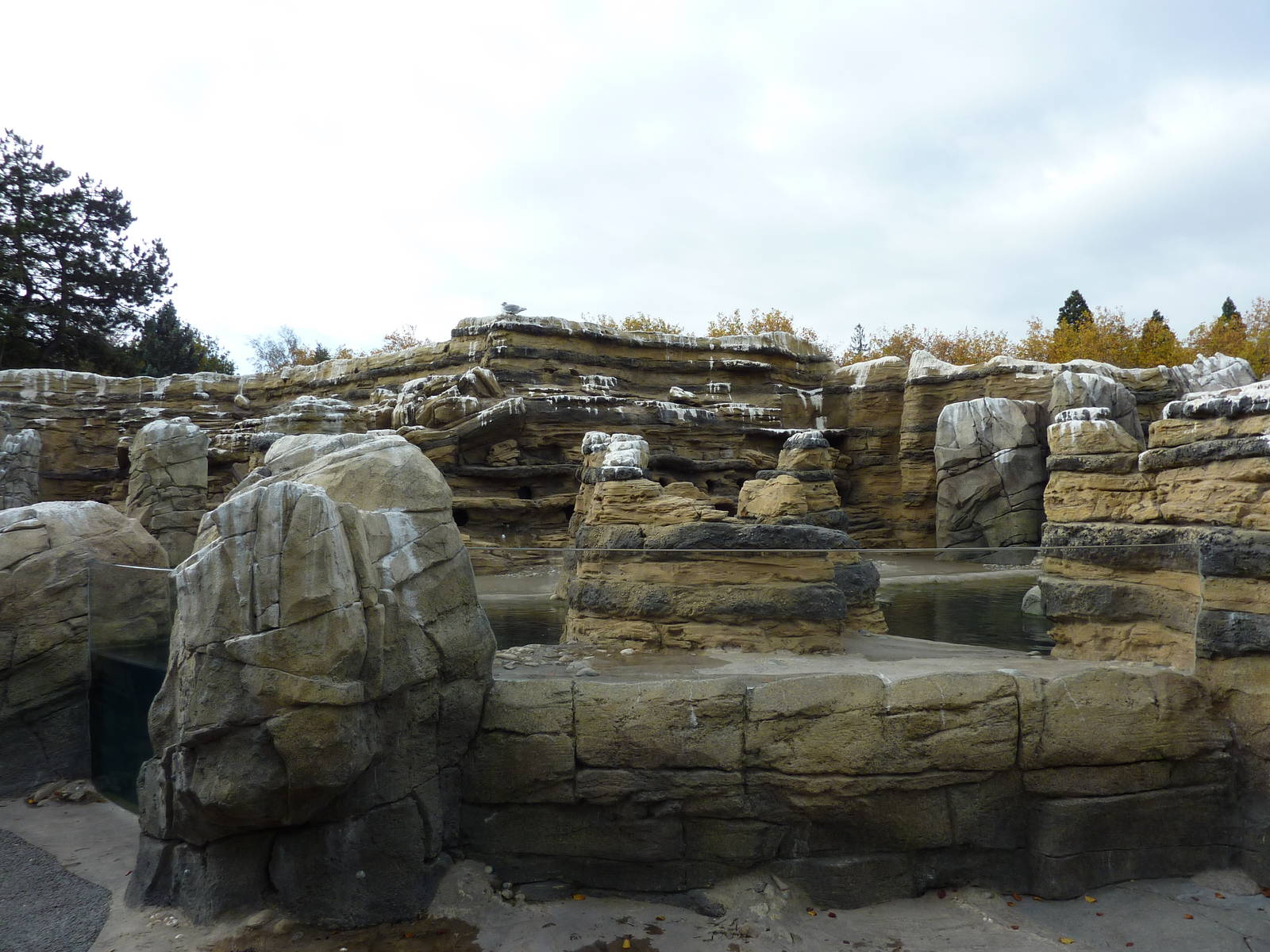 Humboldt Penguin Exhibit