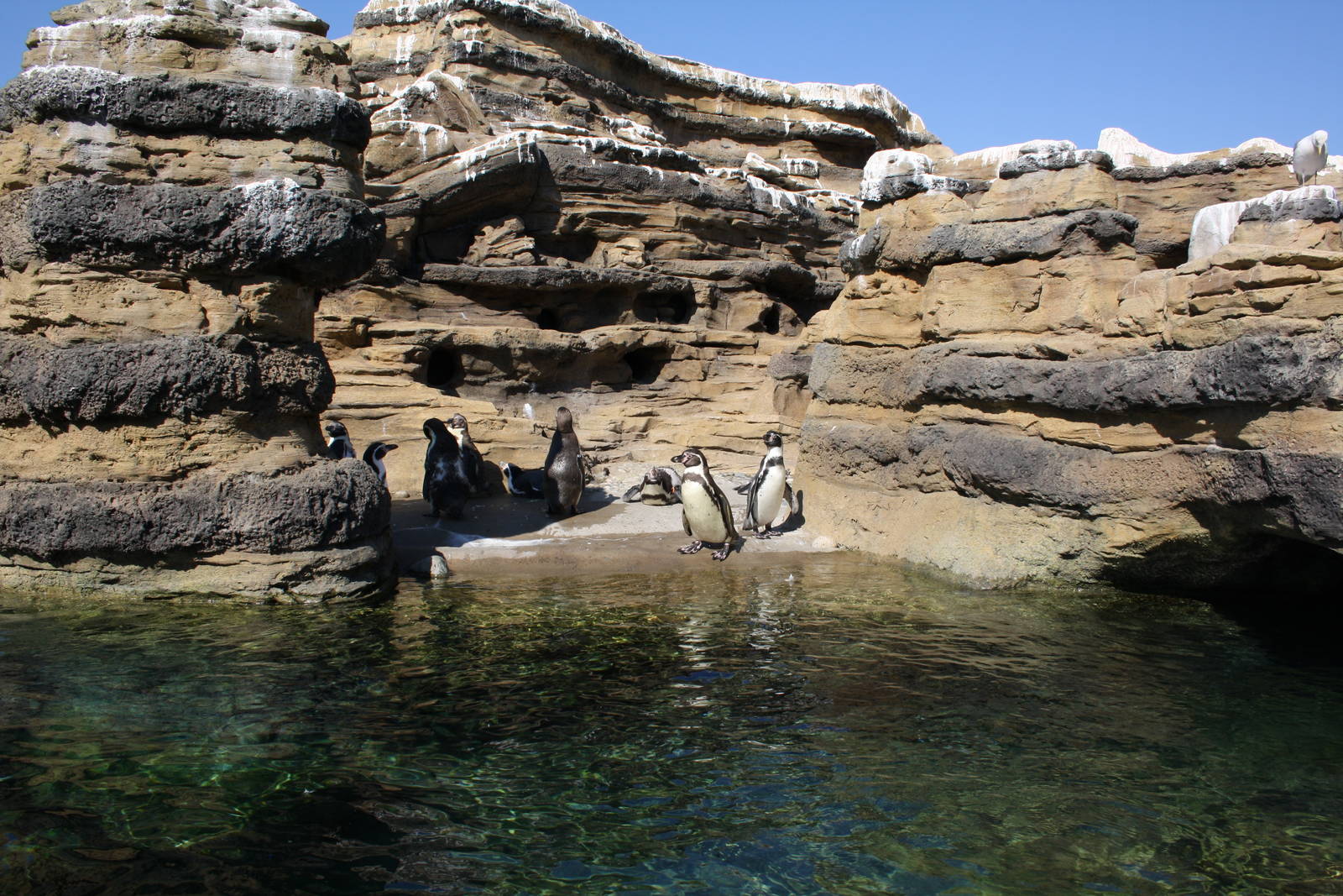 Humboldt Penguin Exhibit