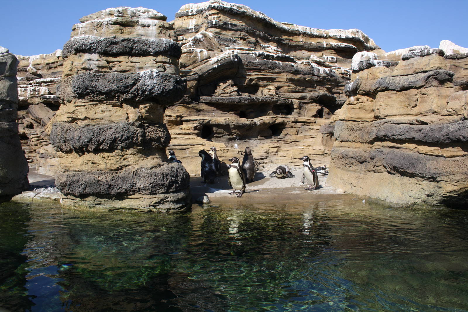 Humboldt Penguin Exhibit