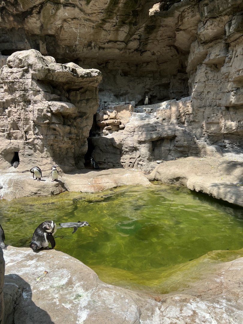 Humboldt Penguin Exhibit