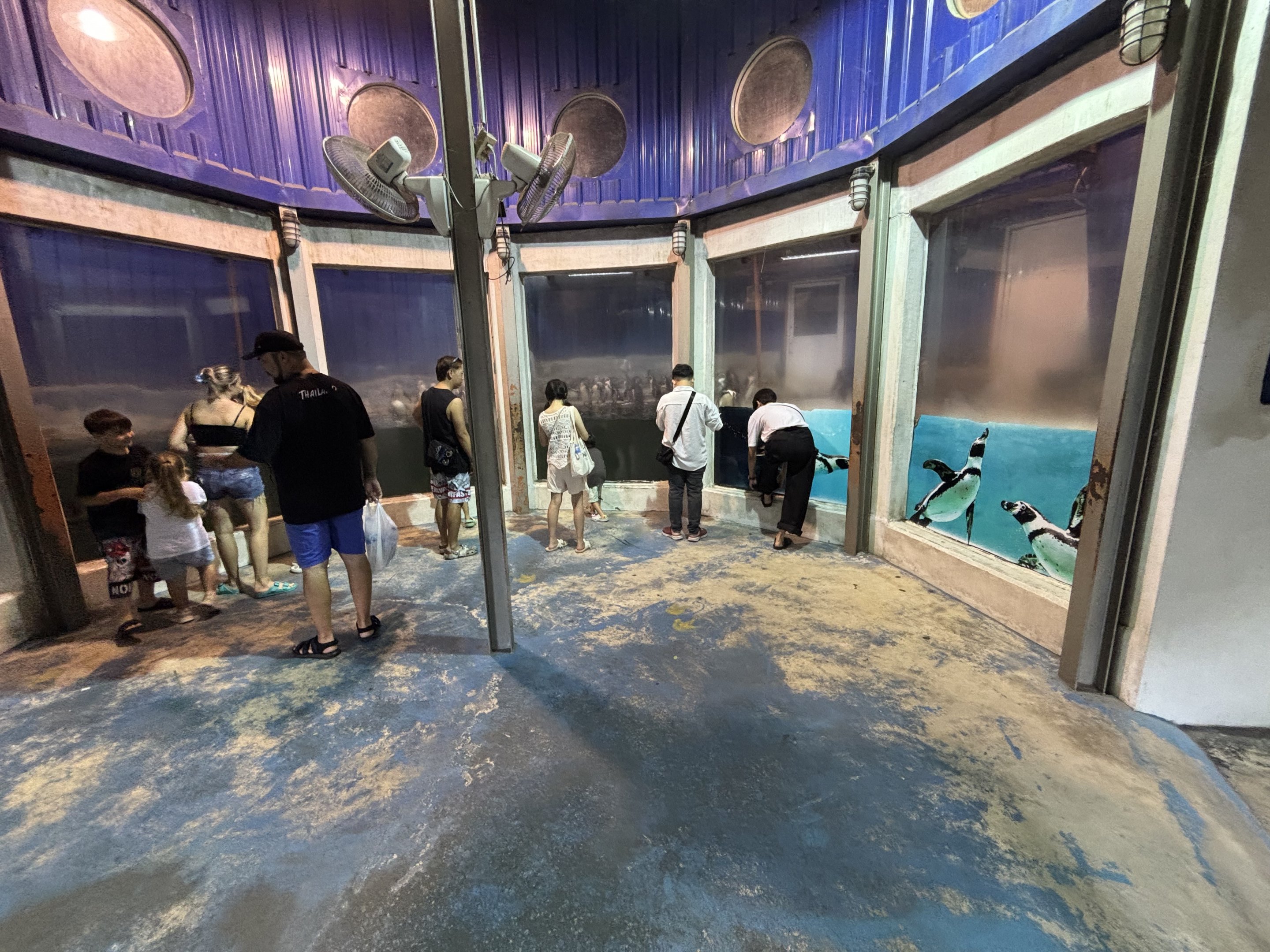Humboldt Penguin Exhibit