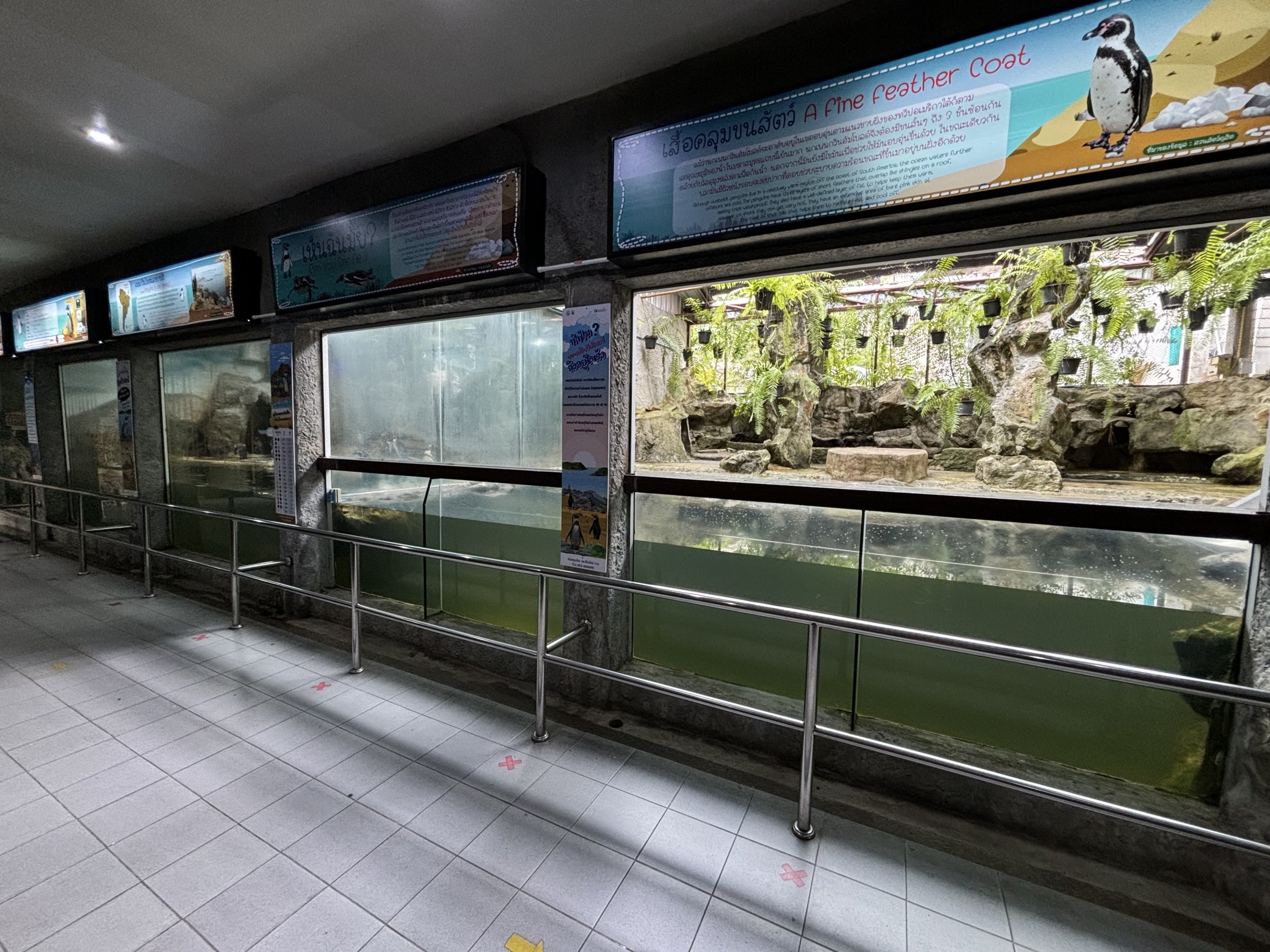 Humboldt Penguin Exhibit