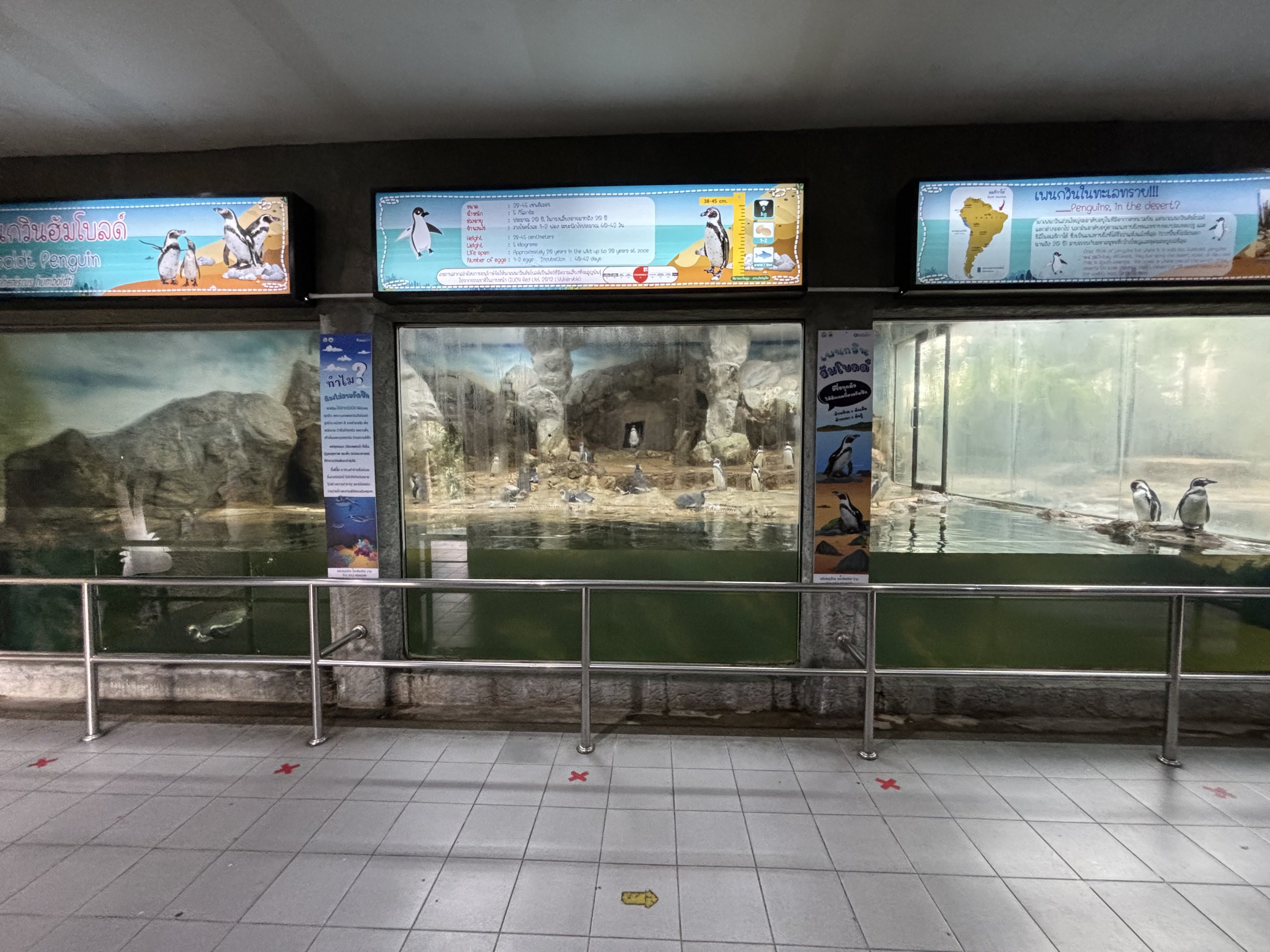 Humboldt Penguin Exhibit