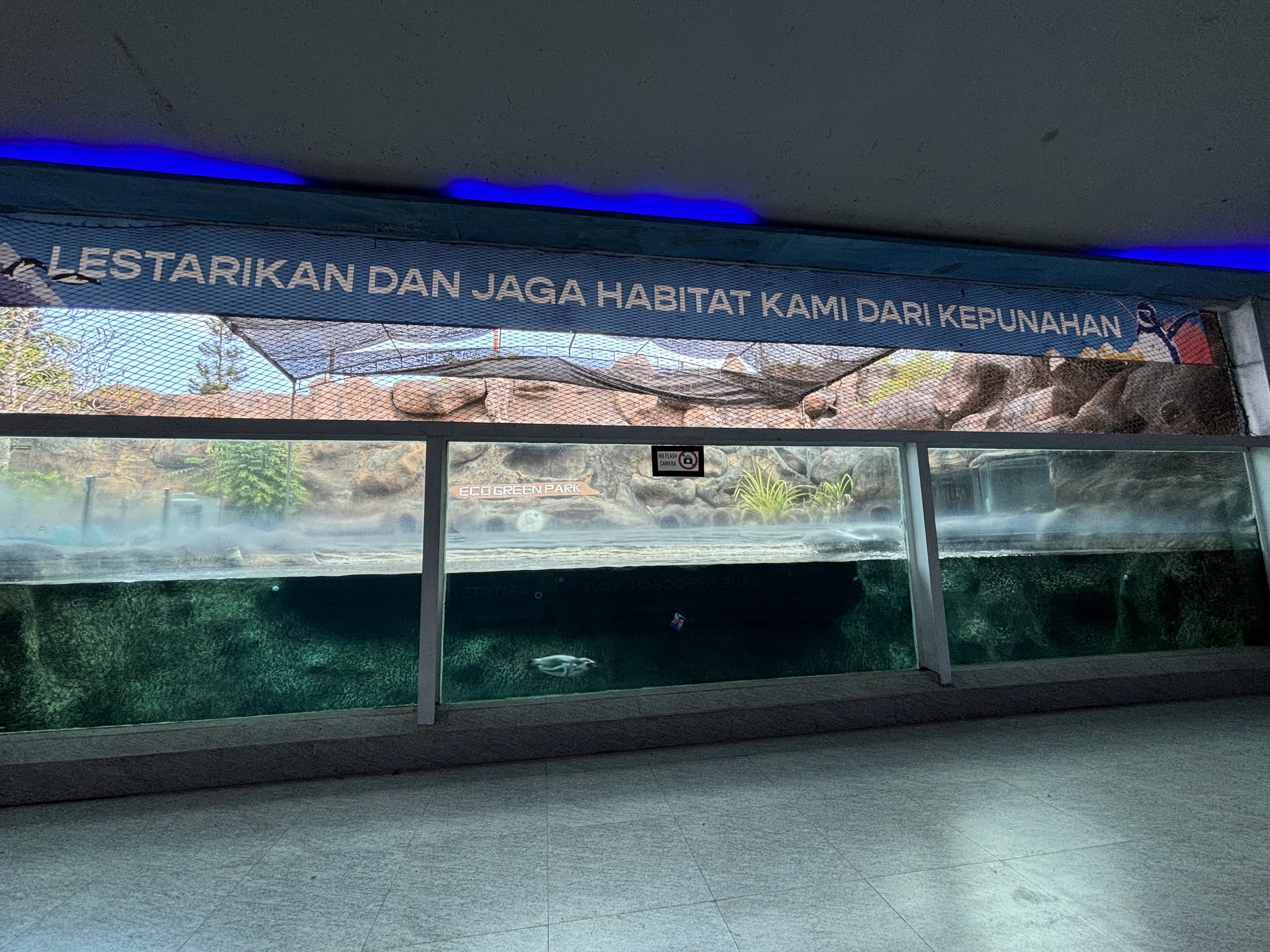 Humboldt Penguin Exhibit