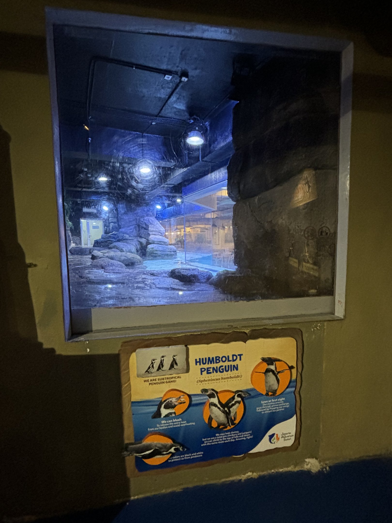 Humboldt Penguin Exhibit