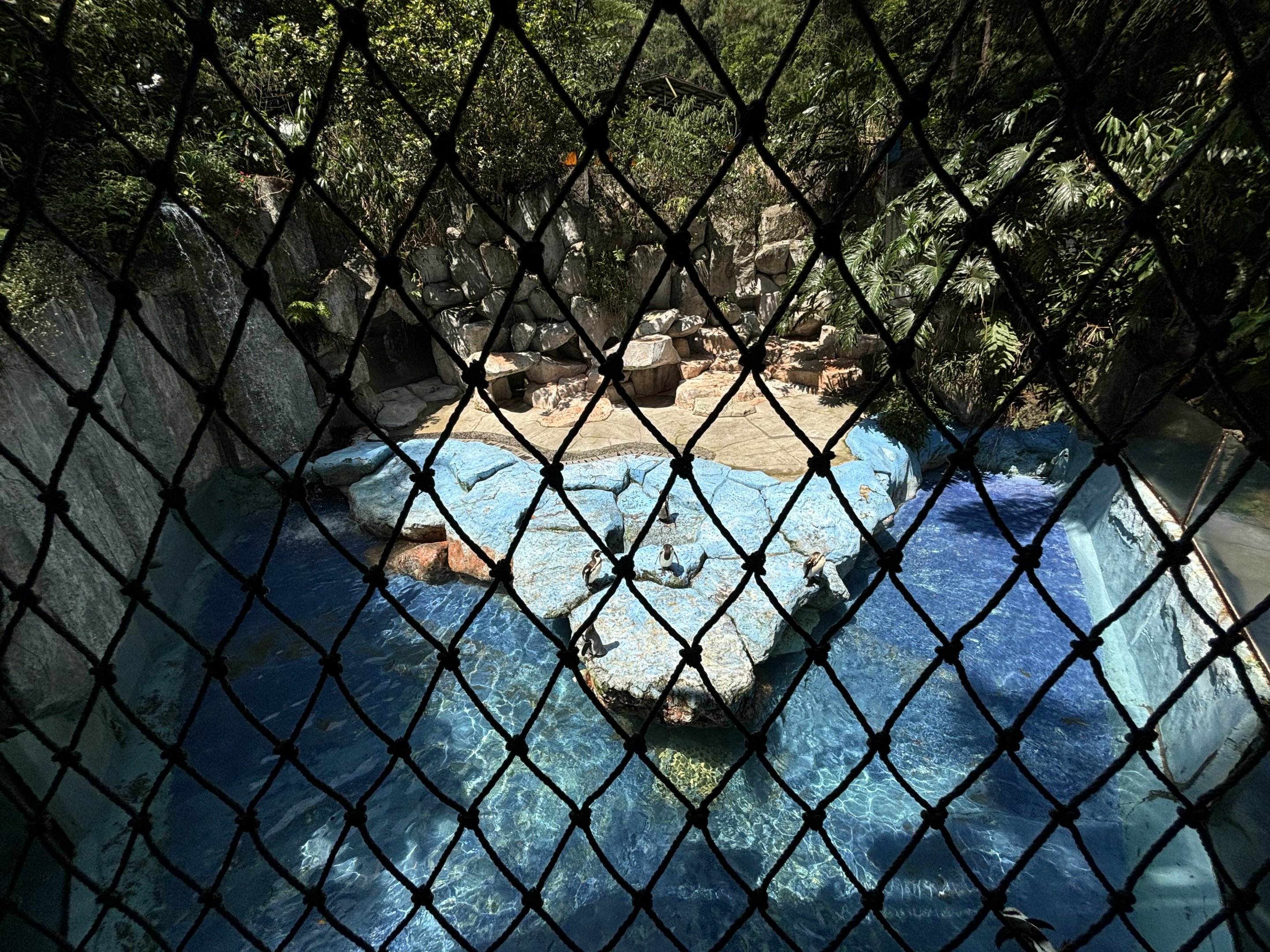 Humboldt Penguin Exhibit