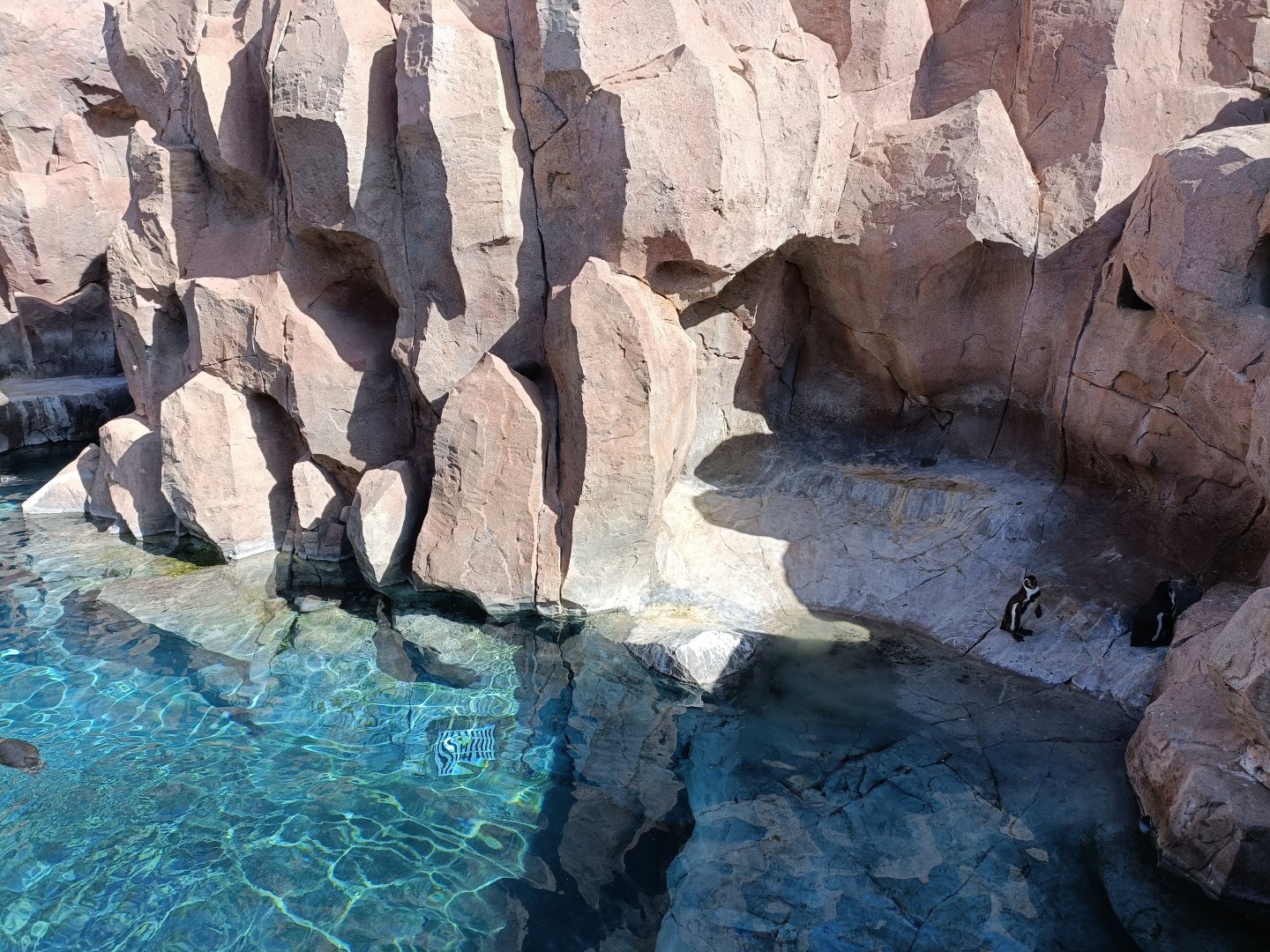 Humboldt penguin exhibit