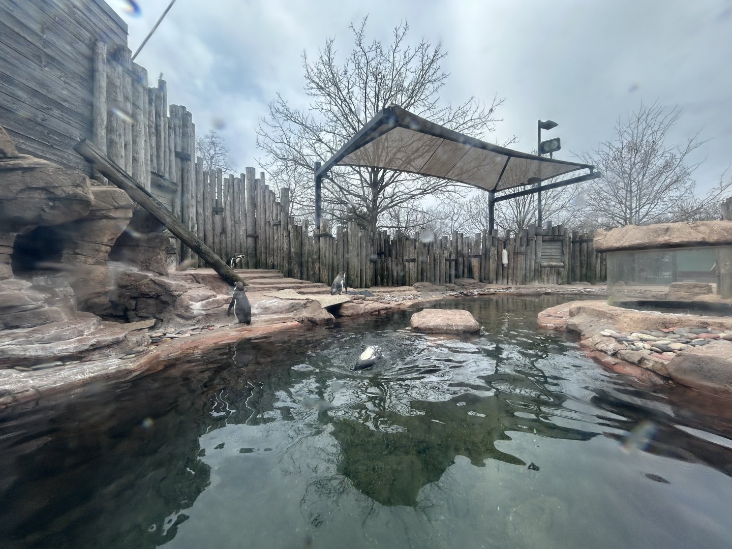 Humboldt Penguin Exhibit