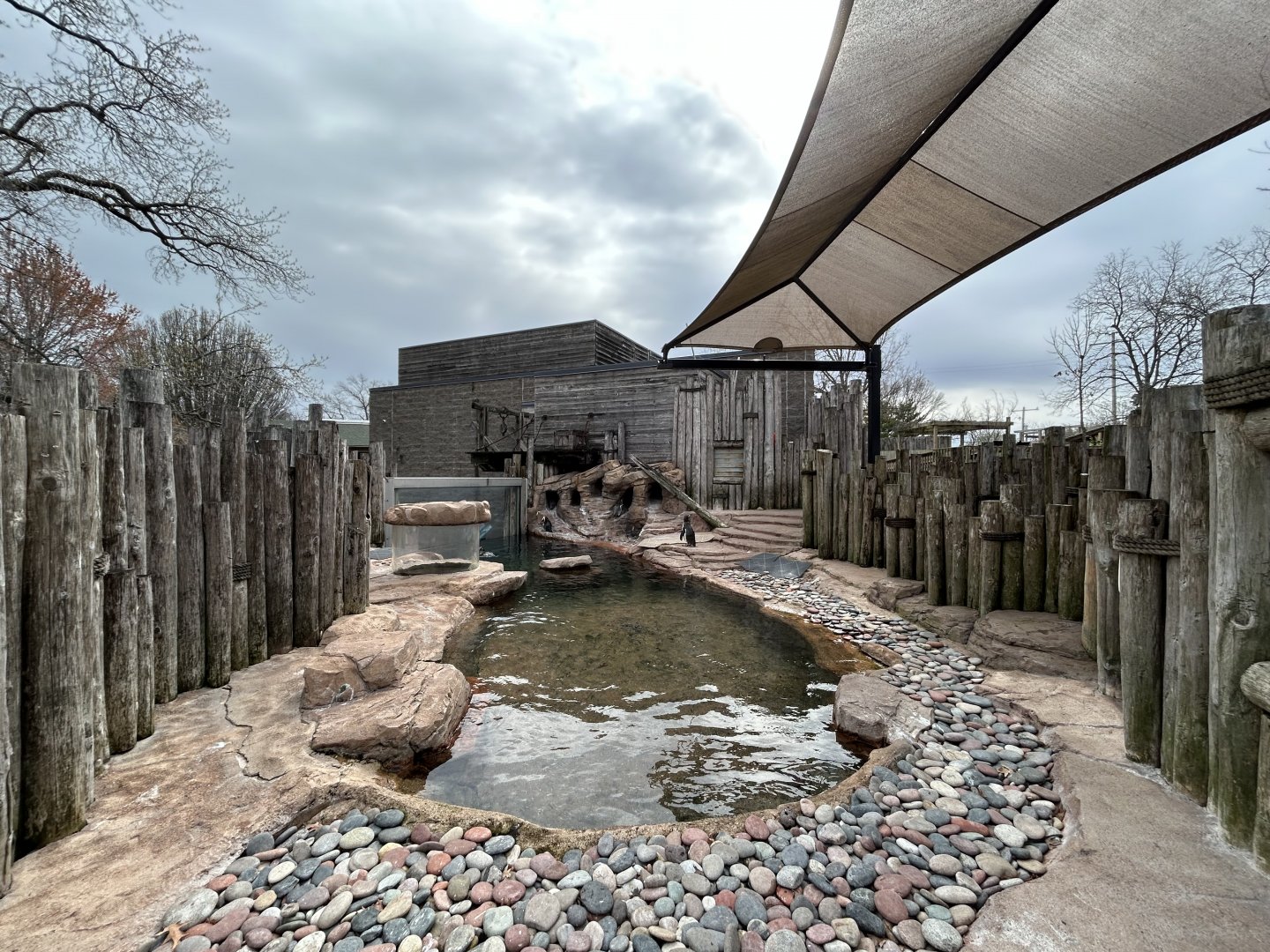 Humboldt Penguin Exhibit