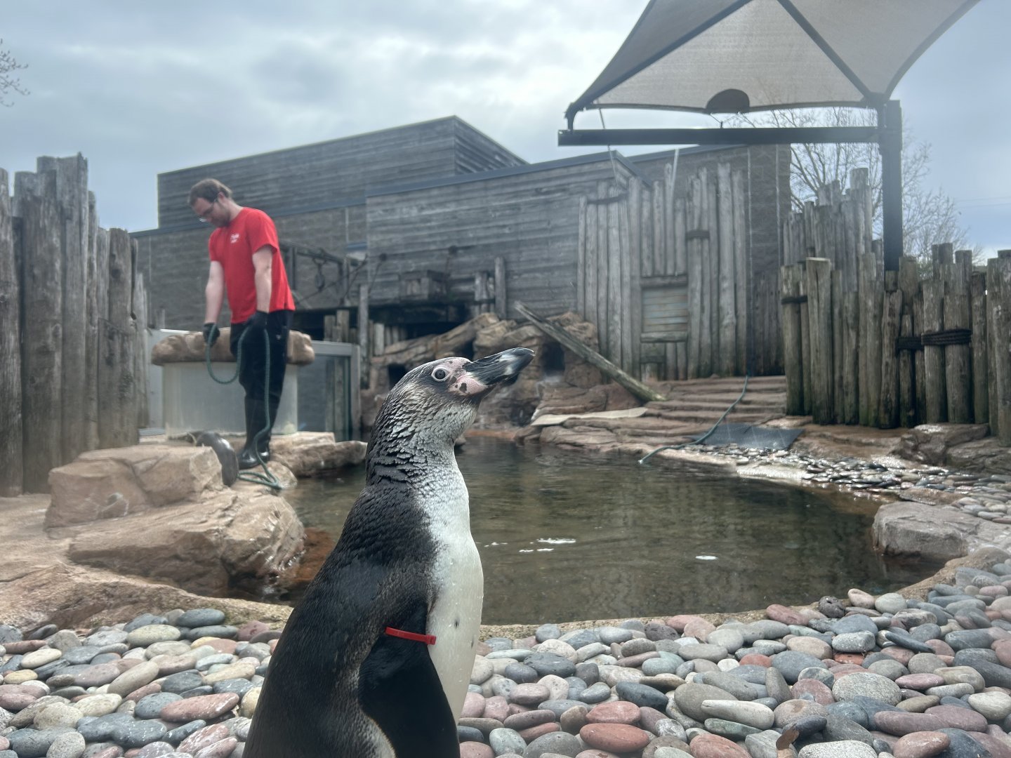 Humboldt Penguin Exhibit