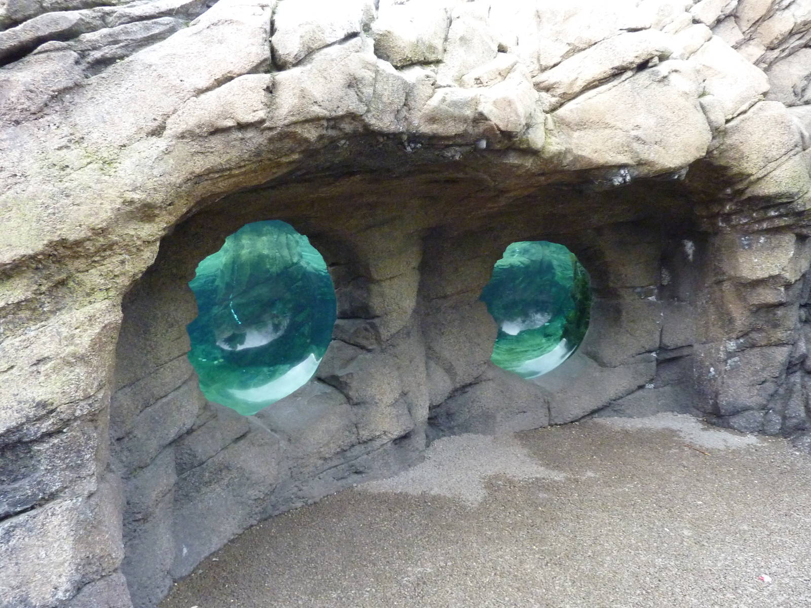 Humboldt Penguin Exhibit