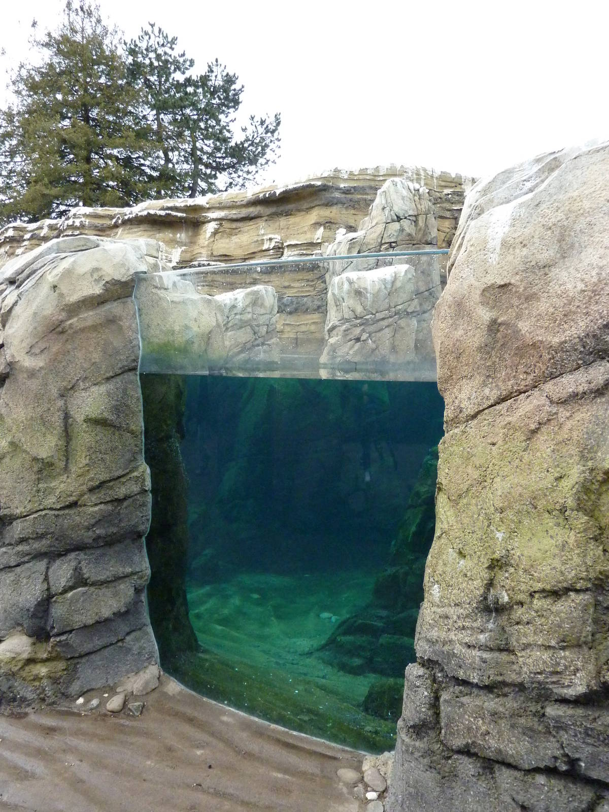 Humboldt Penguin Exhibit