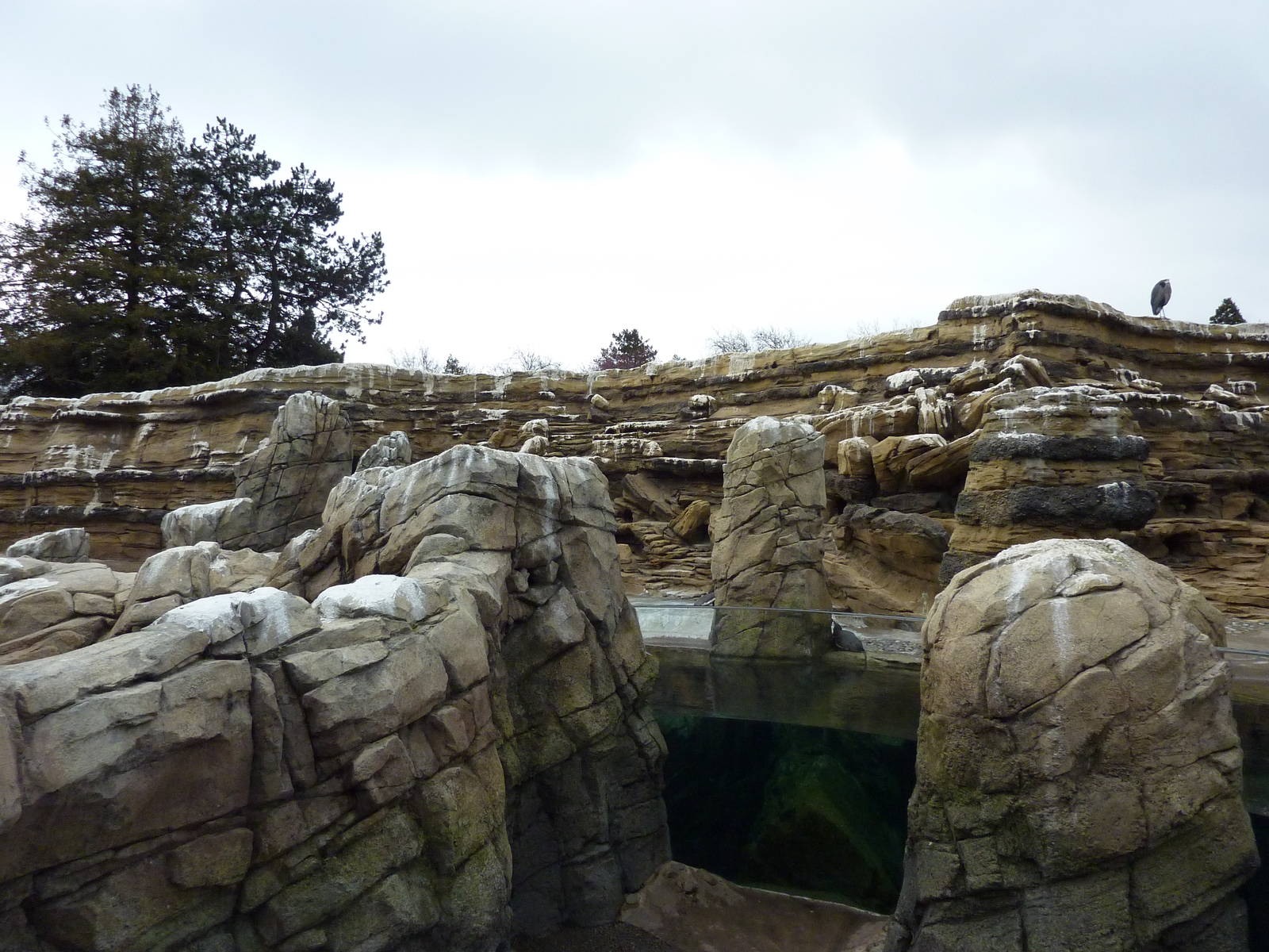 Humboldt Penguin Exhibit