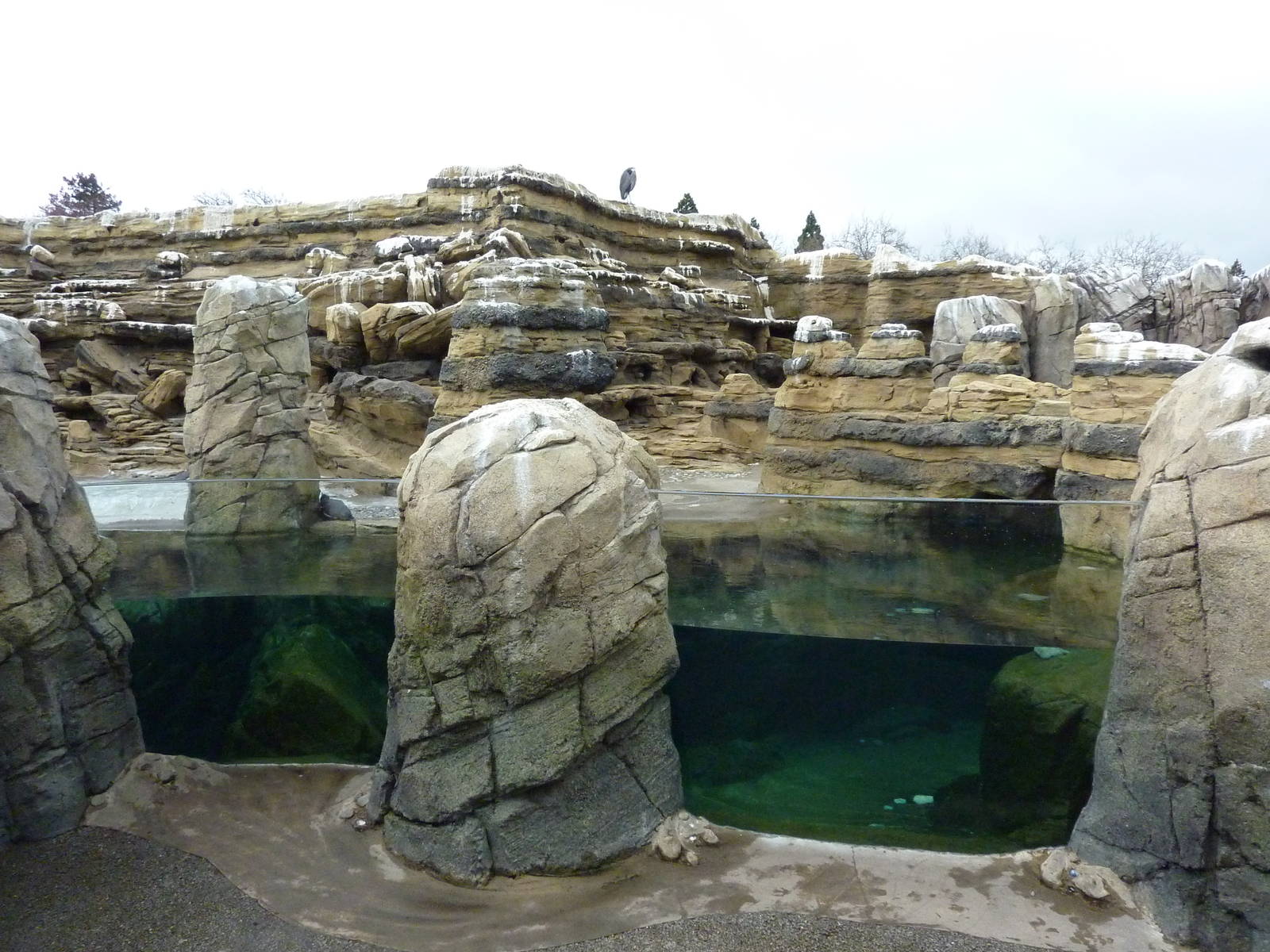 Humboldt Penguin Exhibit
