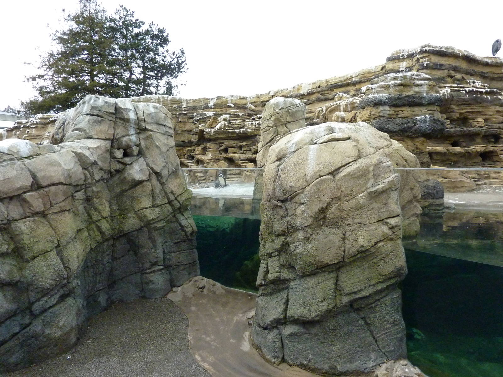 Humboldt Penguin Exhibit