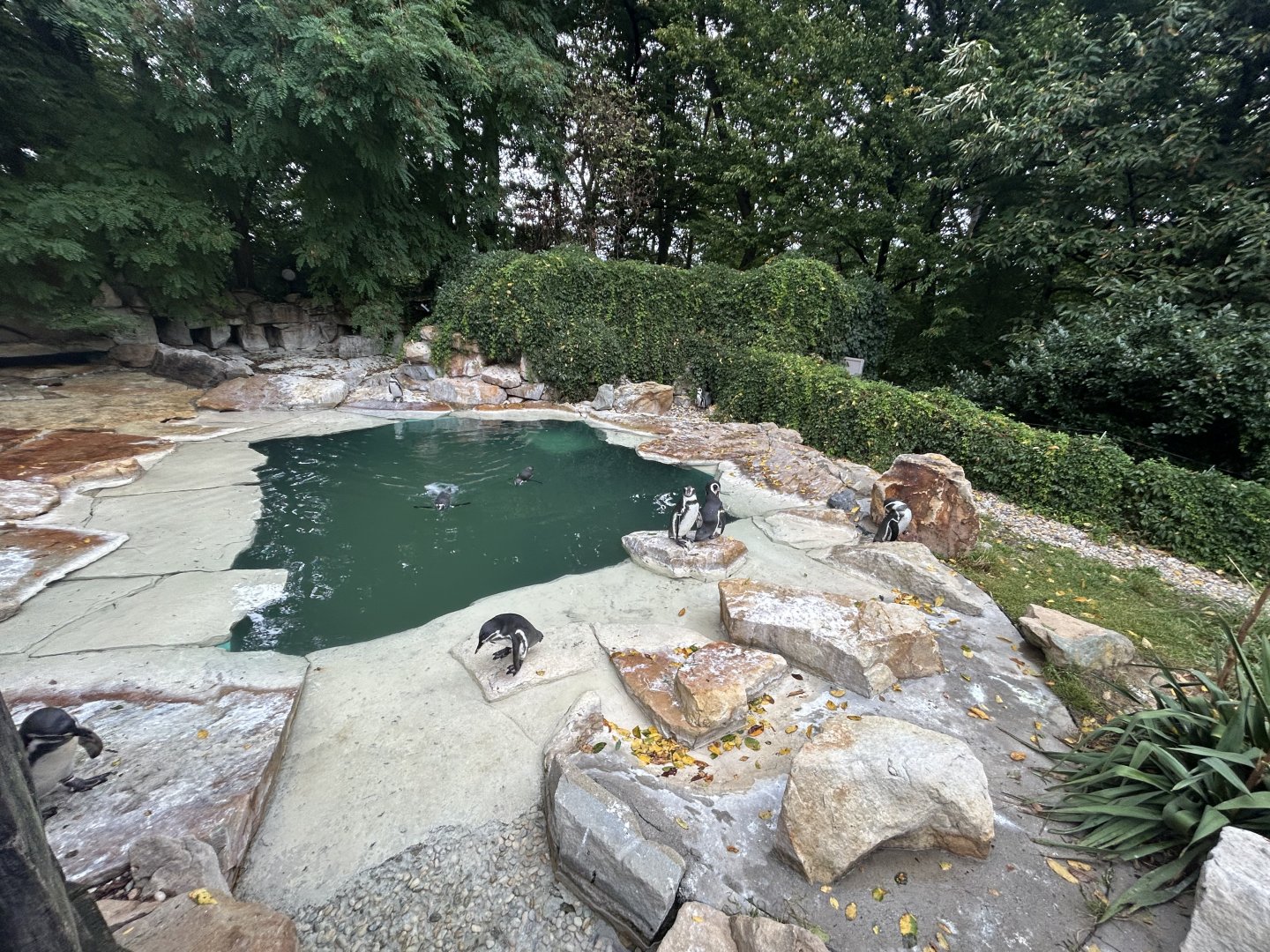 Humboldt Penguin Exhibit