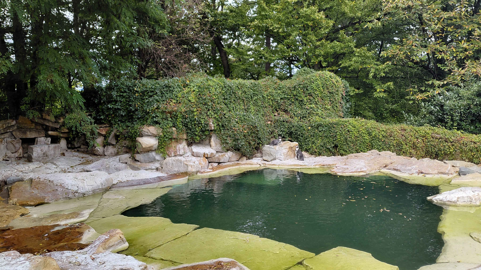 Humboldt penguin exhibit